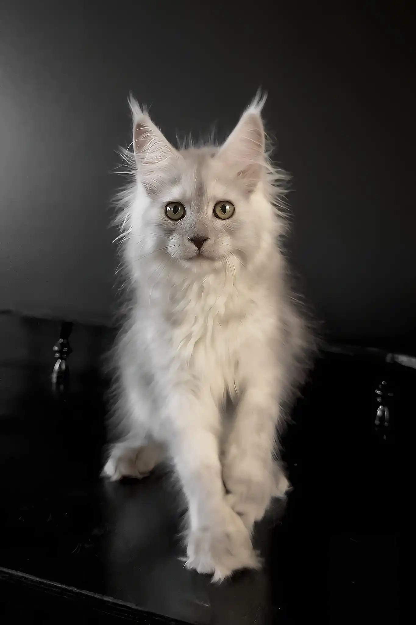 Umberto | Maine Coon Kitten