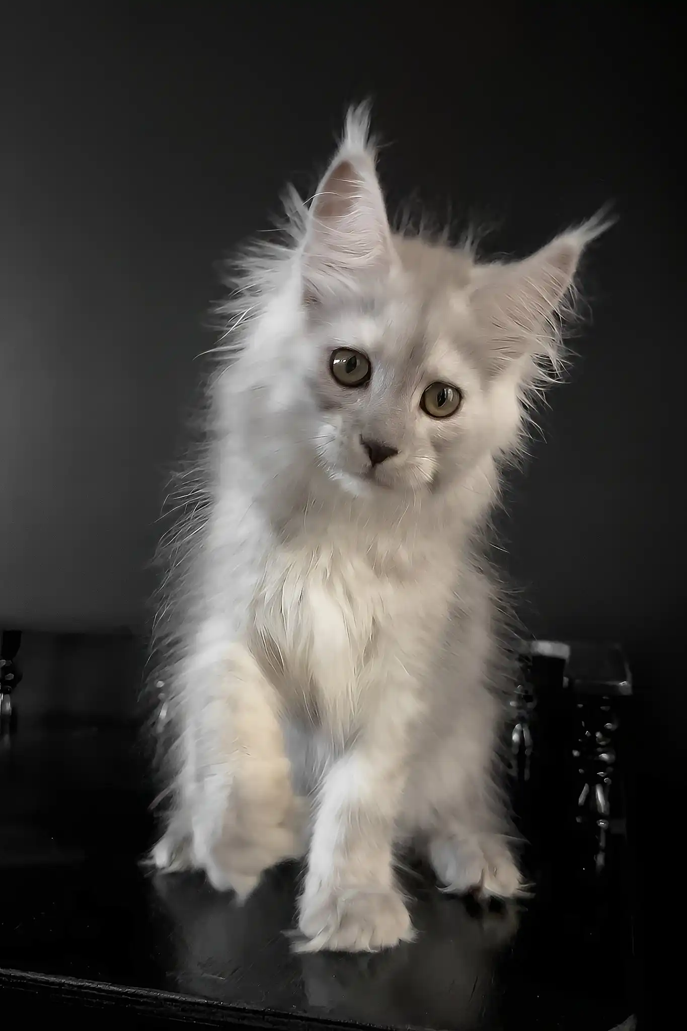 Umberto | Maine Coon Kitten - Image 4