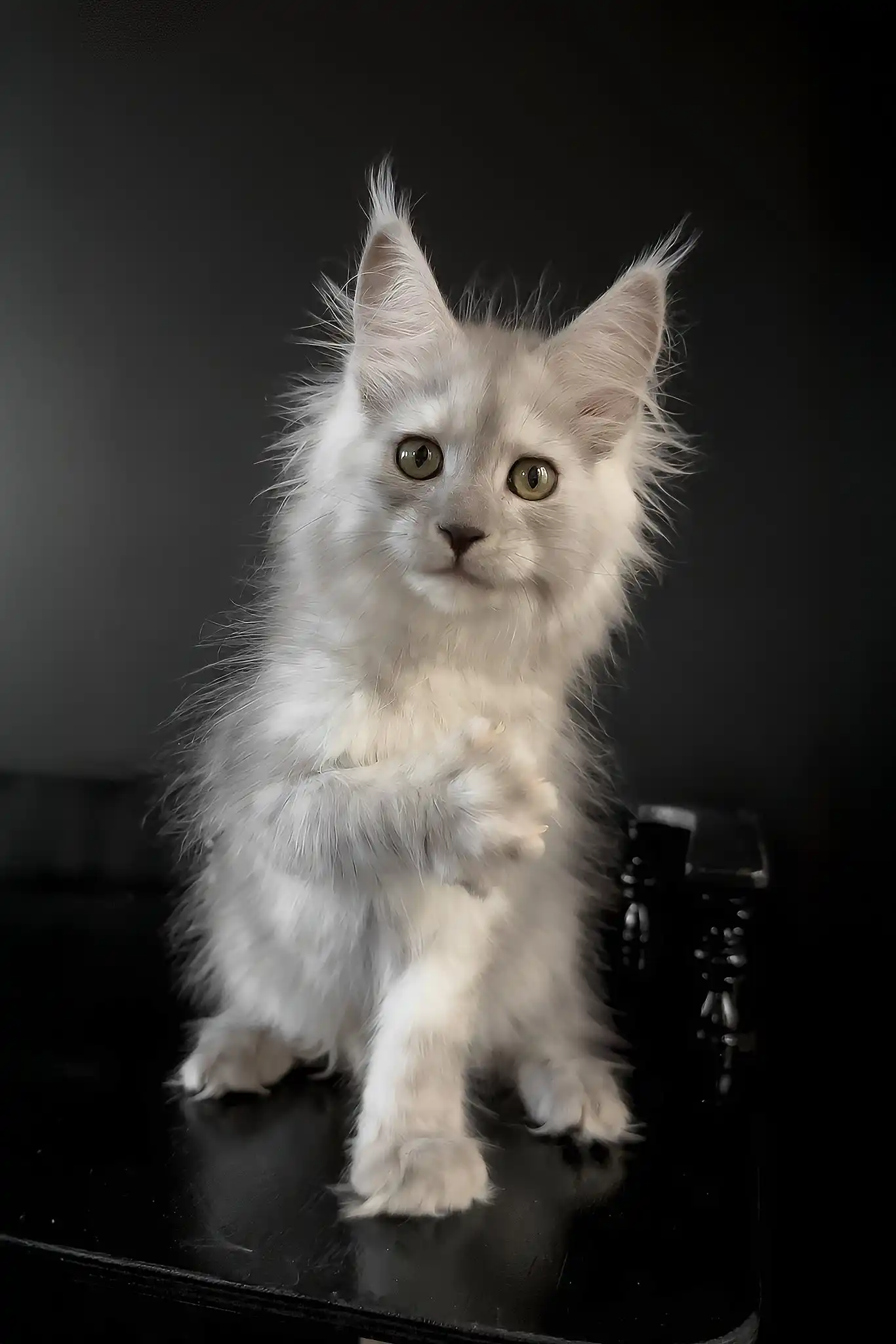Umberto | Maine Coon Kitten - Image 5