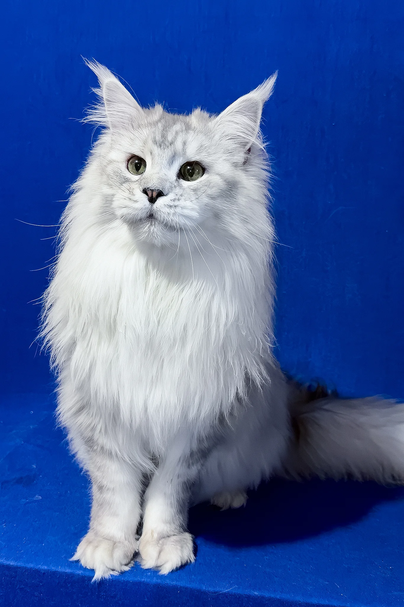 Union | Maine Coon Kitten - Image 3