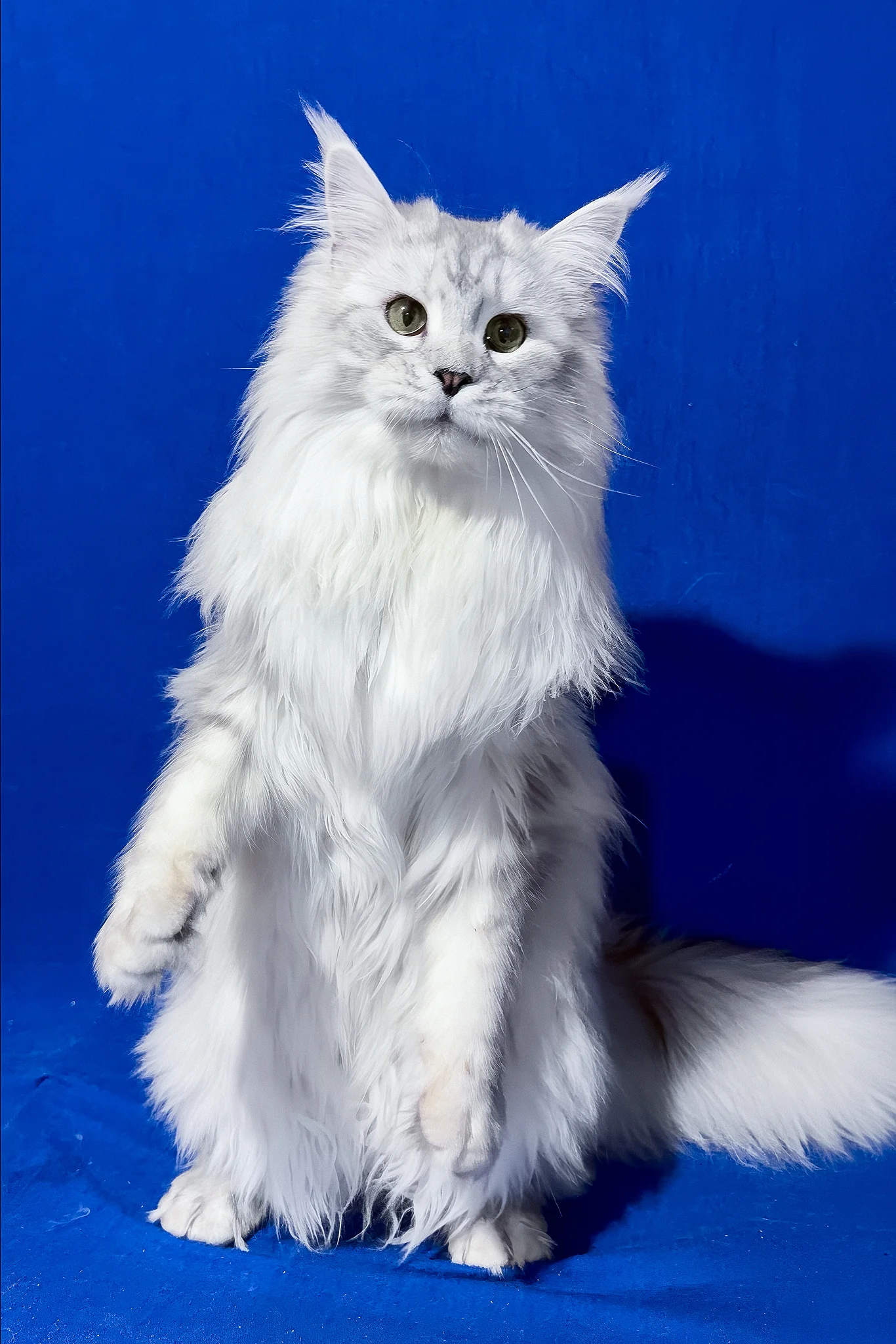 Union | Maine Coon Kitten - Image 7