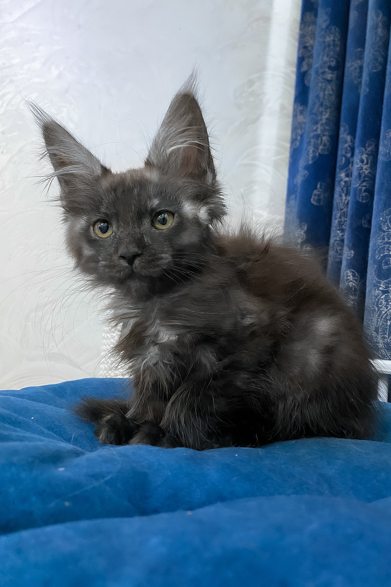 Uptown | Maine Coon Kitten - Image 4