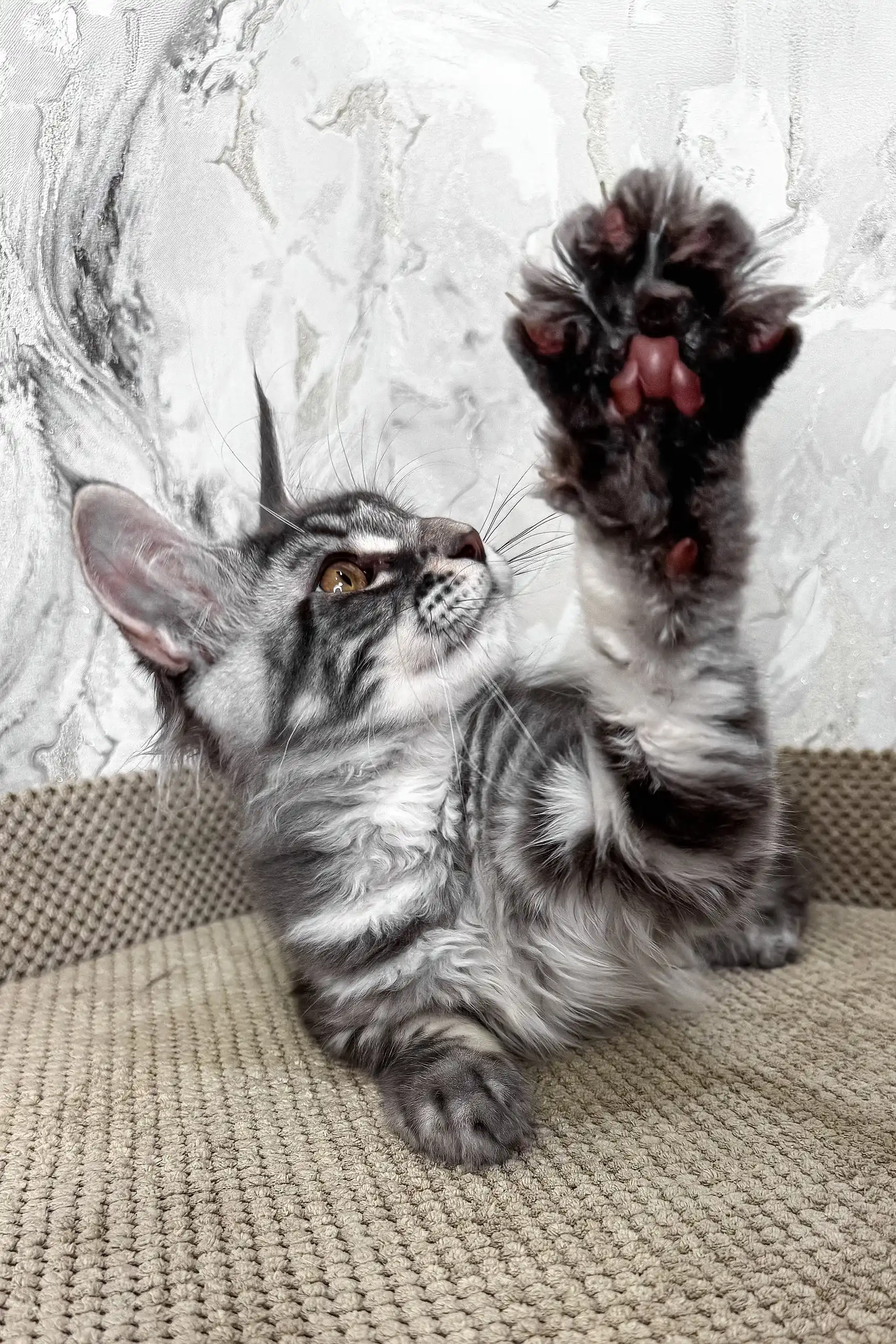 Urius | Maine Coon Kitten - Image 2