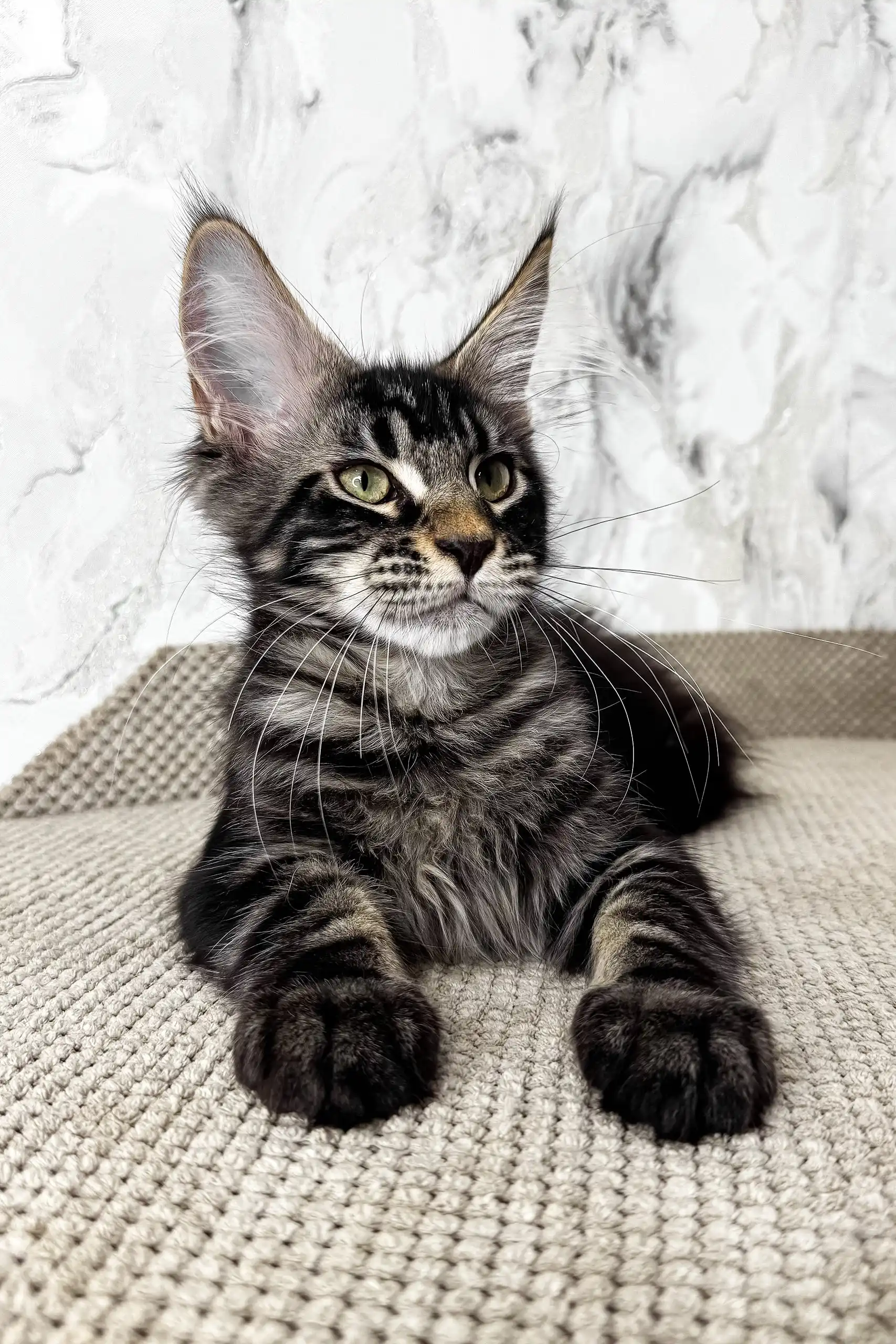 Urus | Maine Coon Kitten - Image 2
