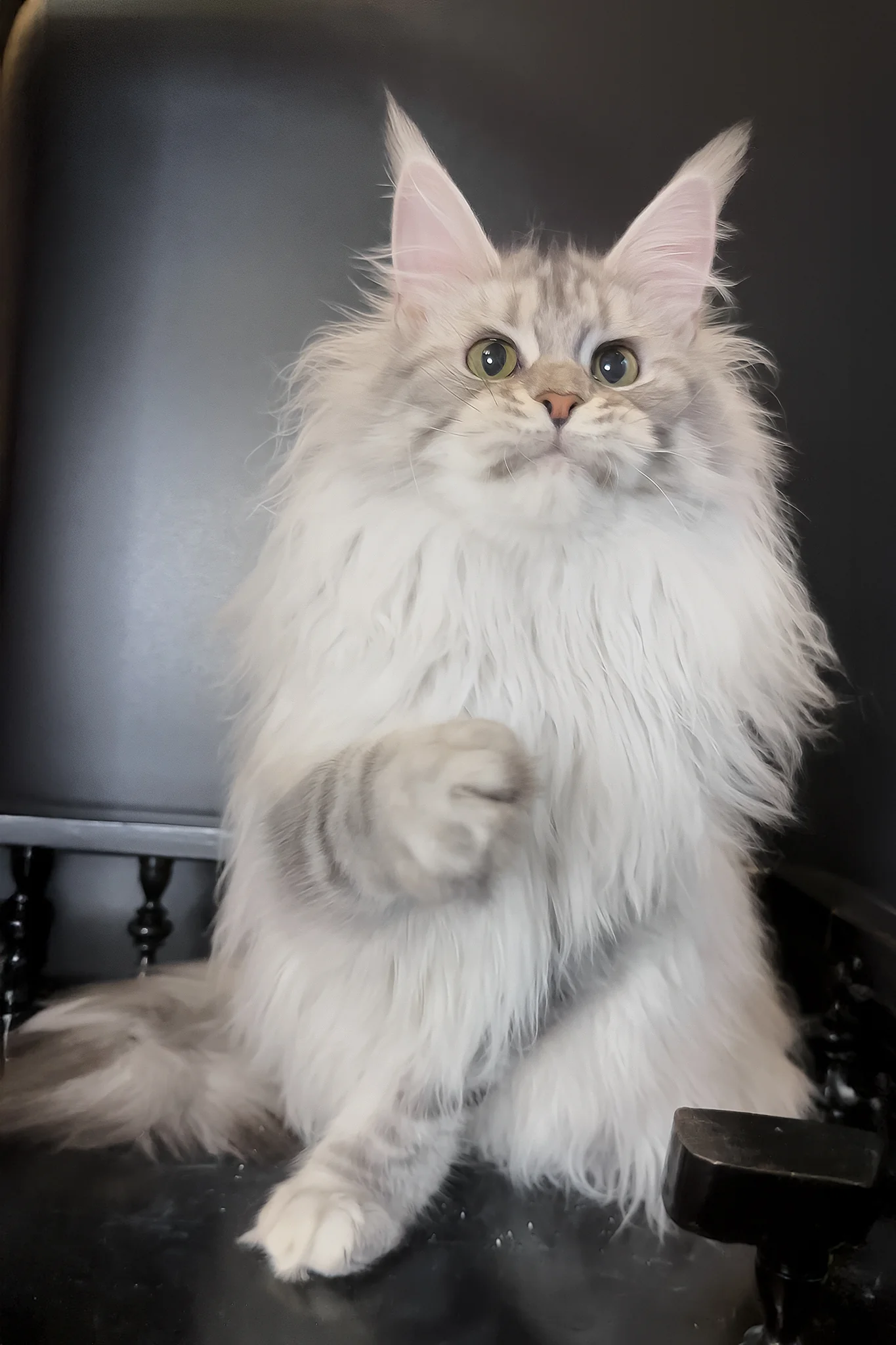 Uspih | Maine Coon Kitten - Image 3