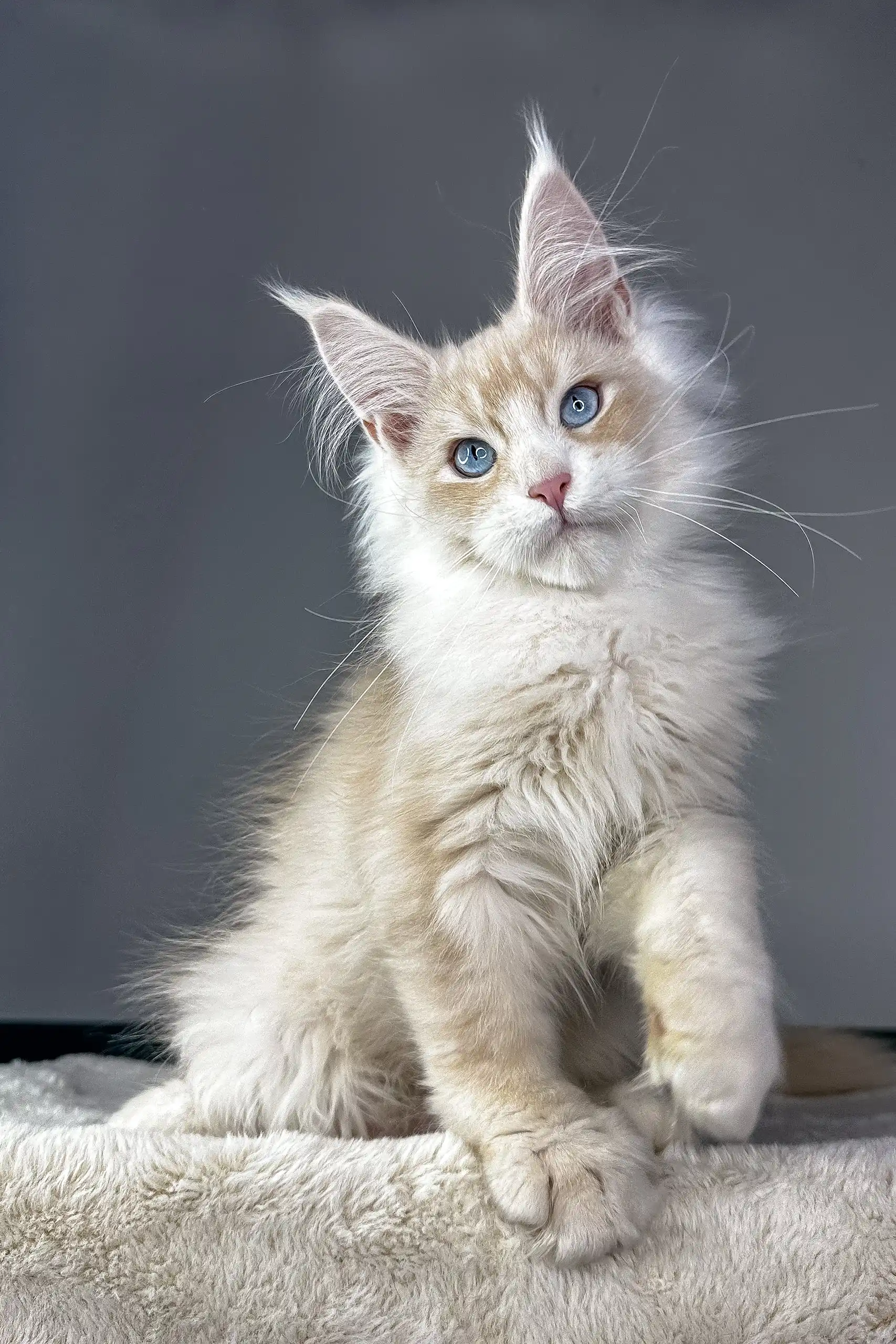 Valentino | Maine Coon Kitten - Image 6