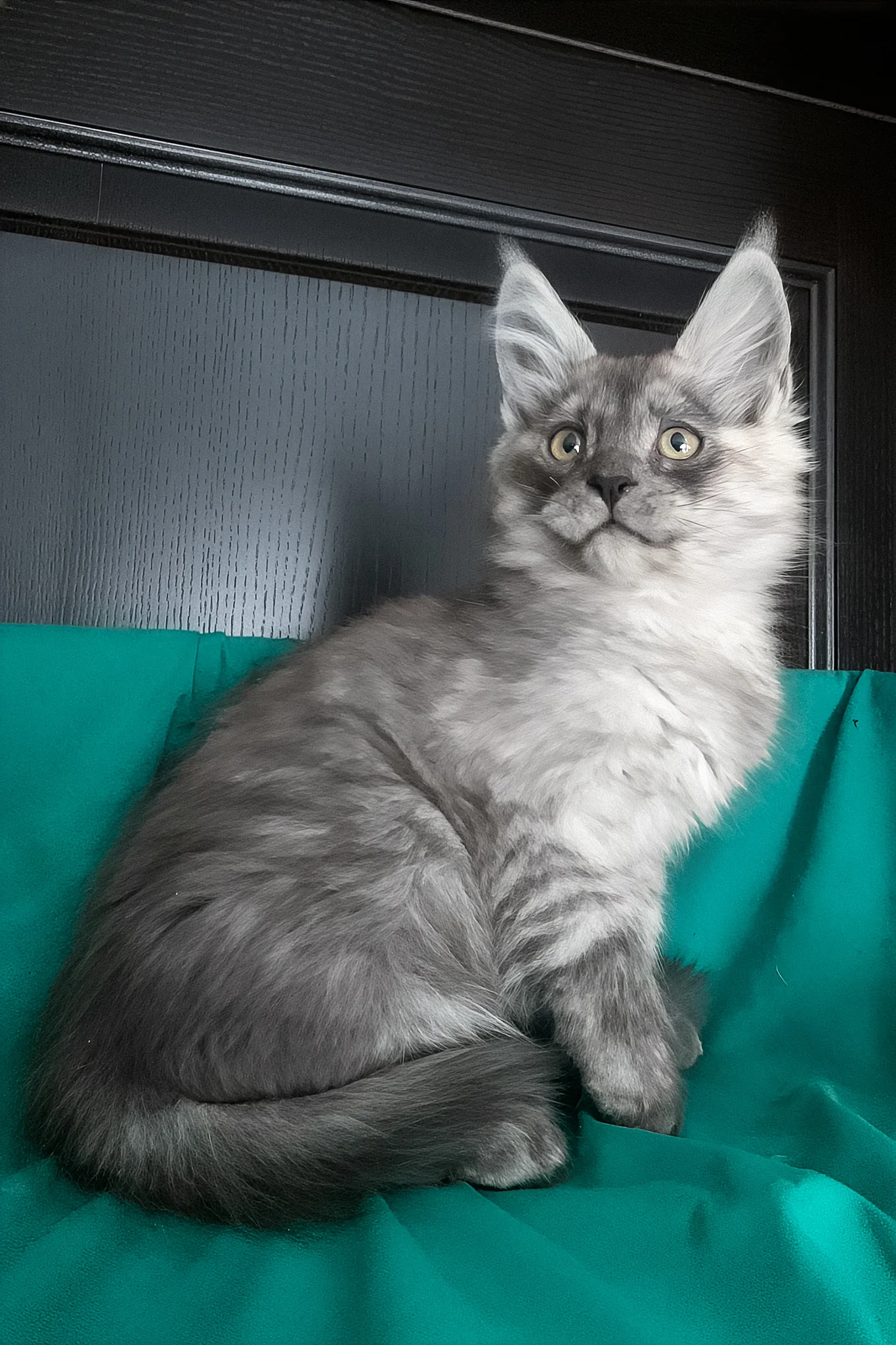 Van | Maine Coon Kitten - Image 3
