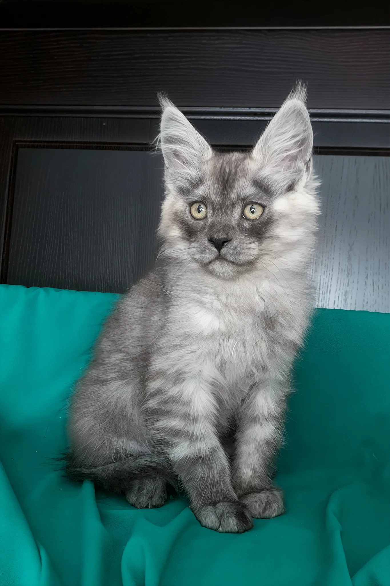 Van | Maine Coon Kitten - Image 5