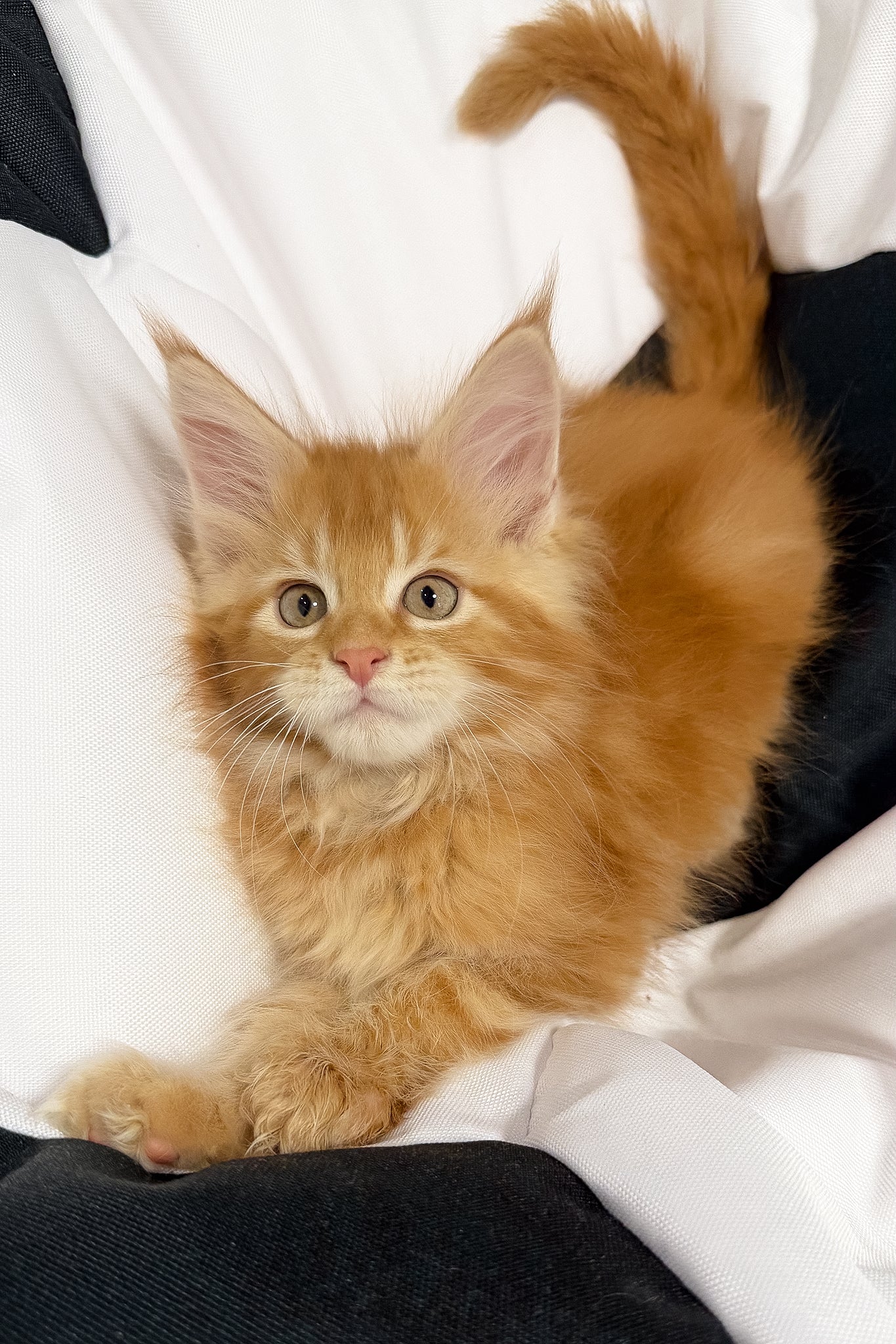 Vector | Maine Coon Kitten - Image 2