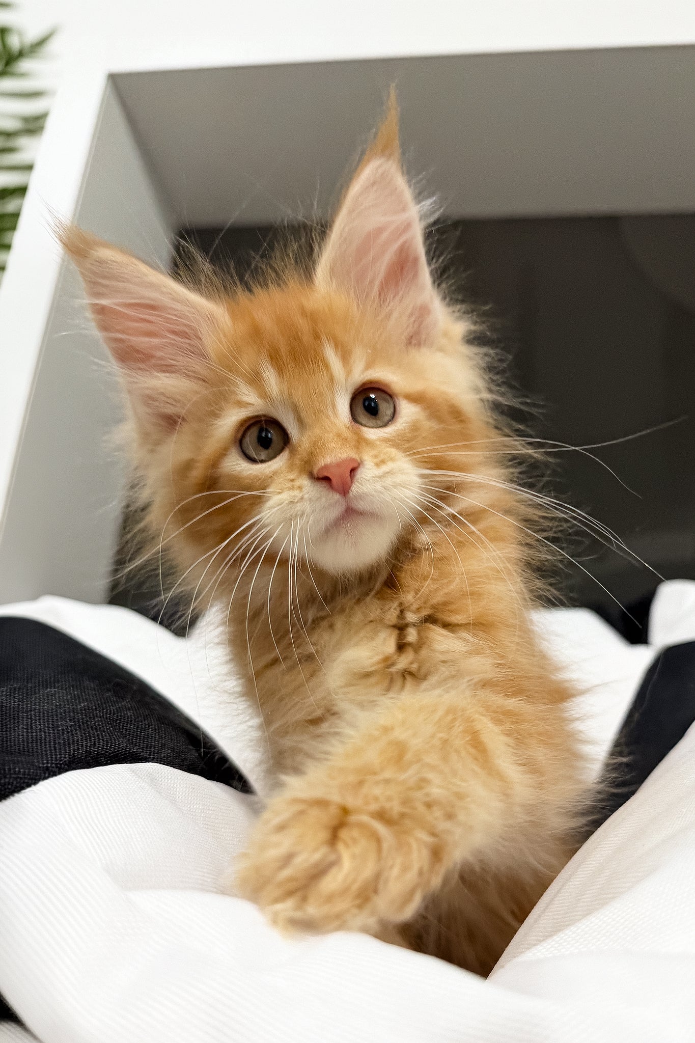 Vector | Maine Coon Kitten - Image 7