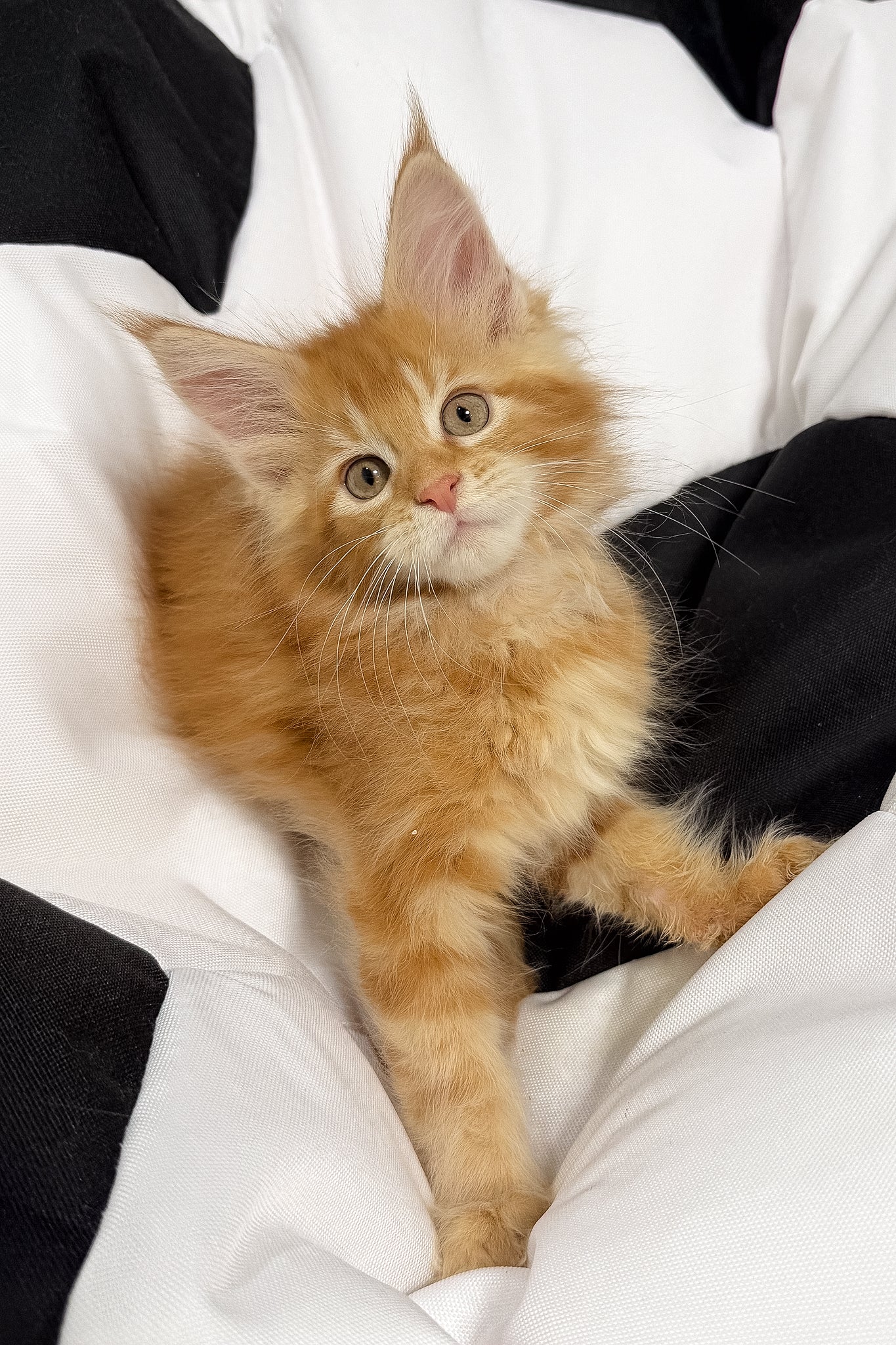 Vector | Maine Coon Kitten - Image 8