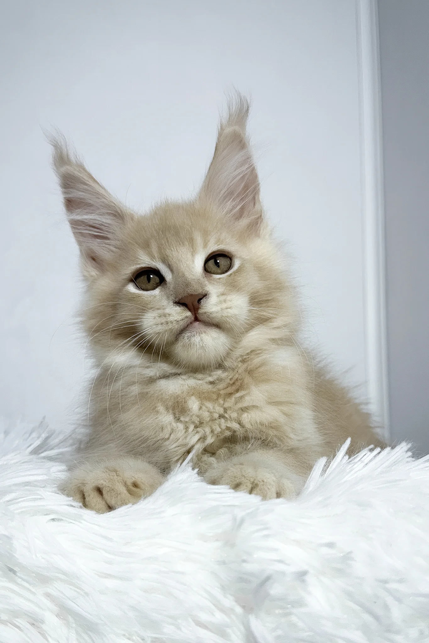 Vegas | Maine Coon Kitten - Image 2