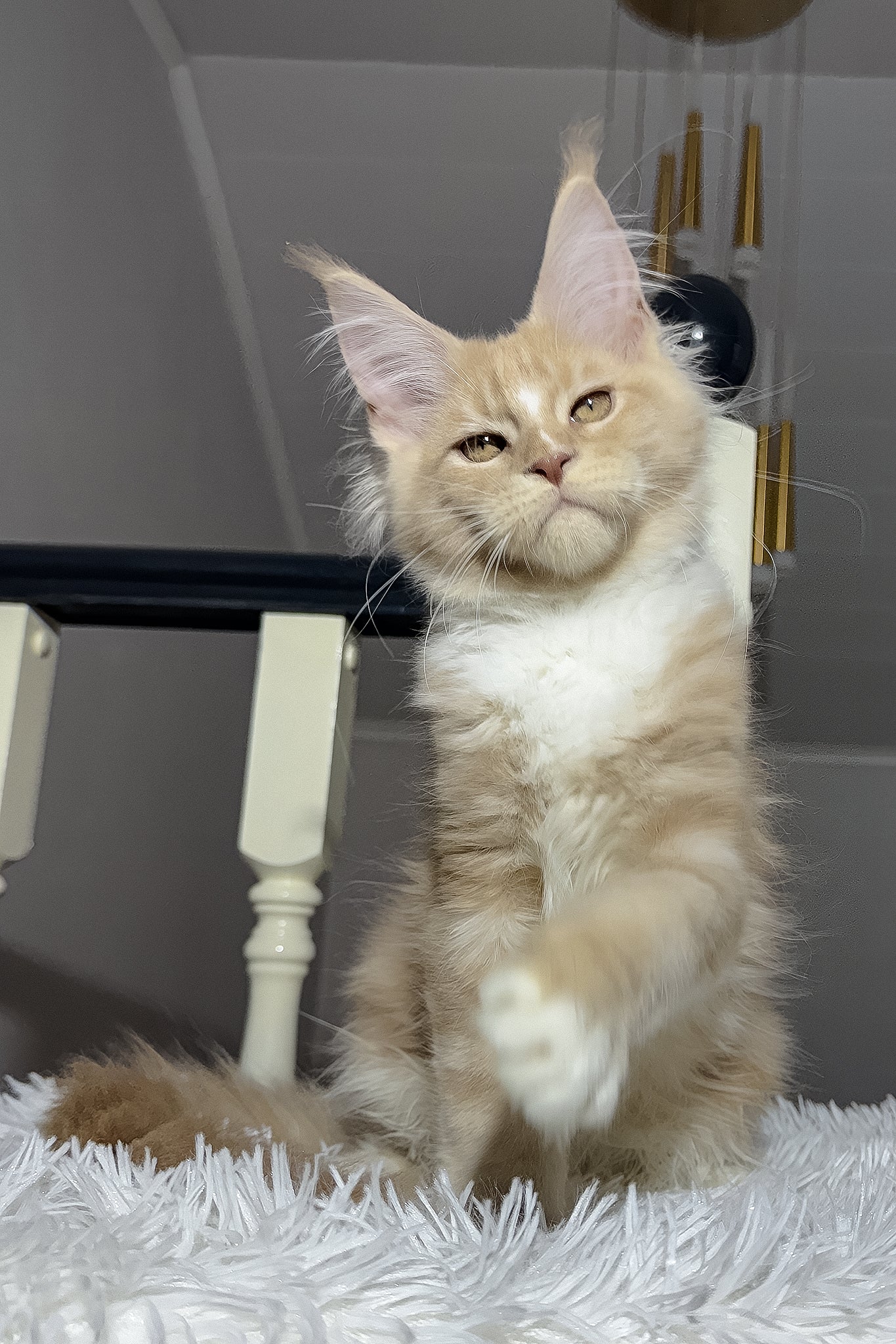 Veles | Maine Coon Kitten - Image 3