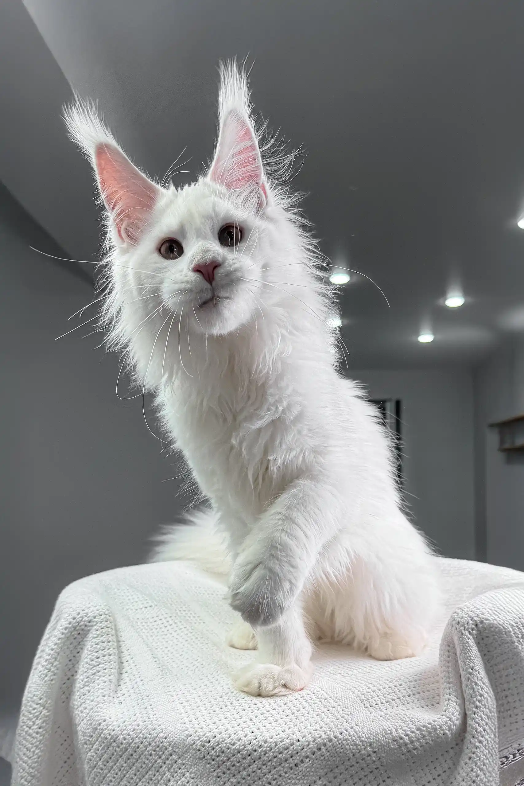 Venturo | Maine Coon Kitten - Image 4