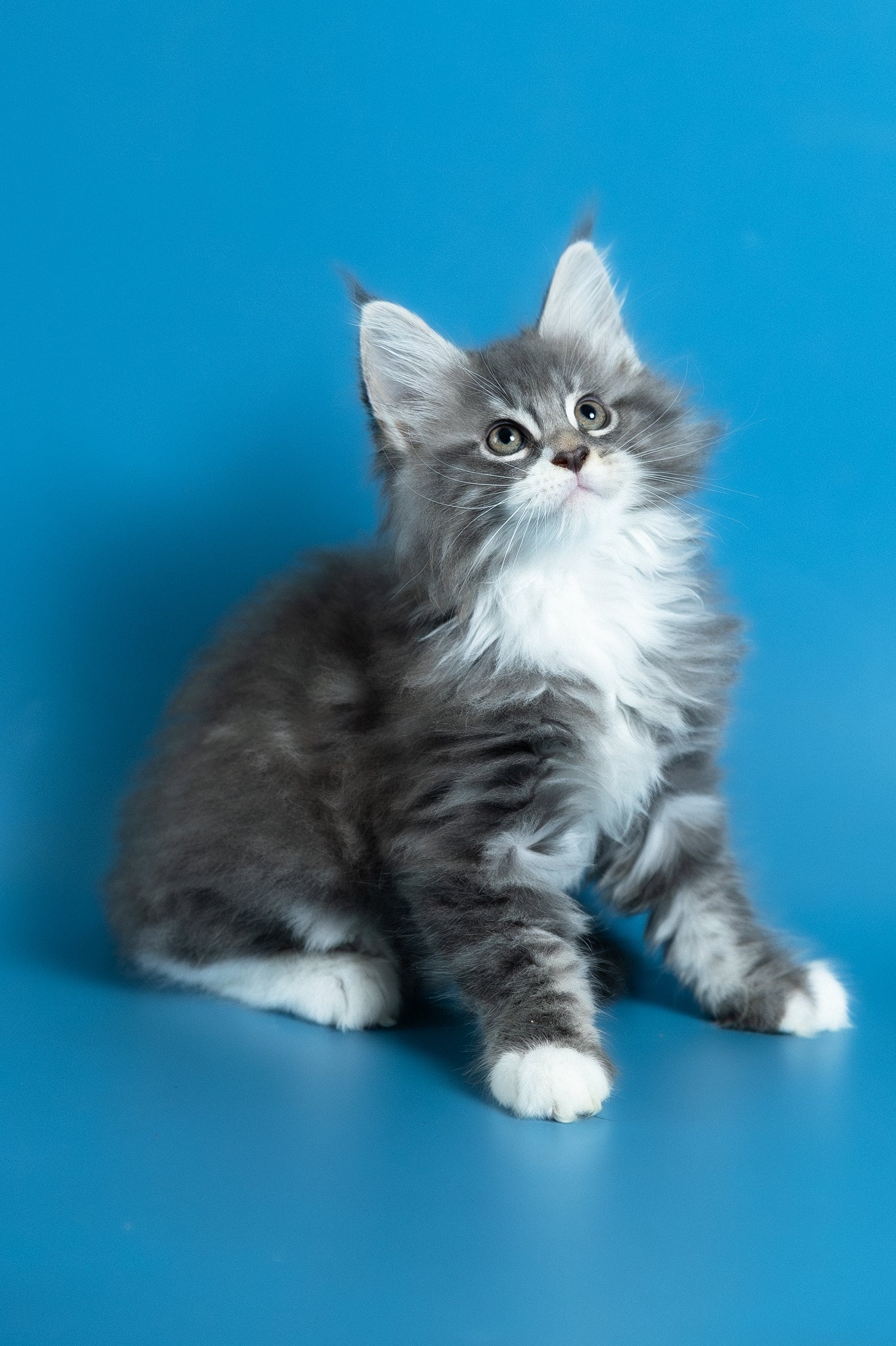 Venya | Maine Coon Kitten - Image 4