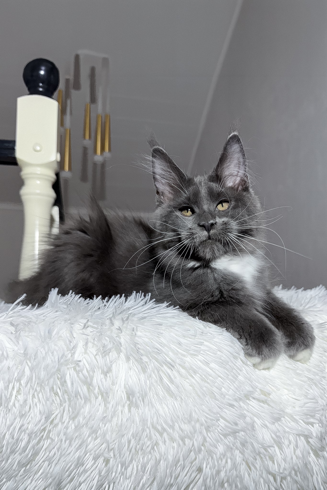 Viking | Maine Coon Kitten - Image 9