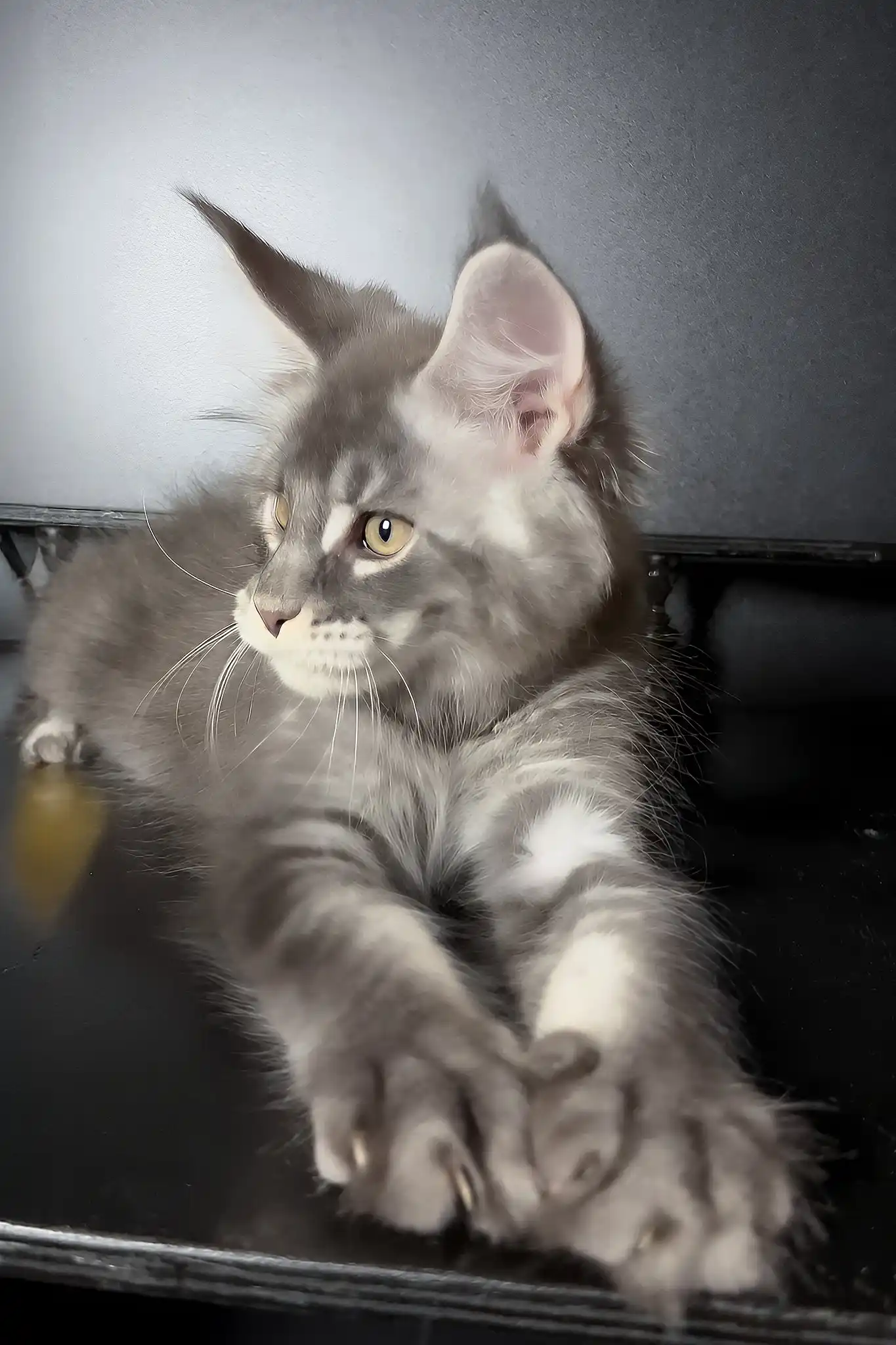 Vilen | Maine Coon Kitten - Image 3