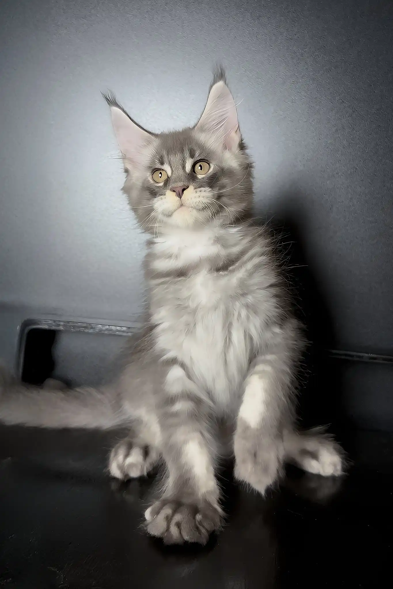 Vilen | Maine Coon Kitten - Image 4