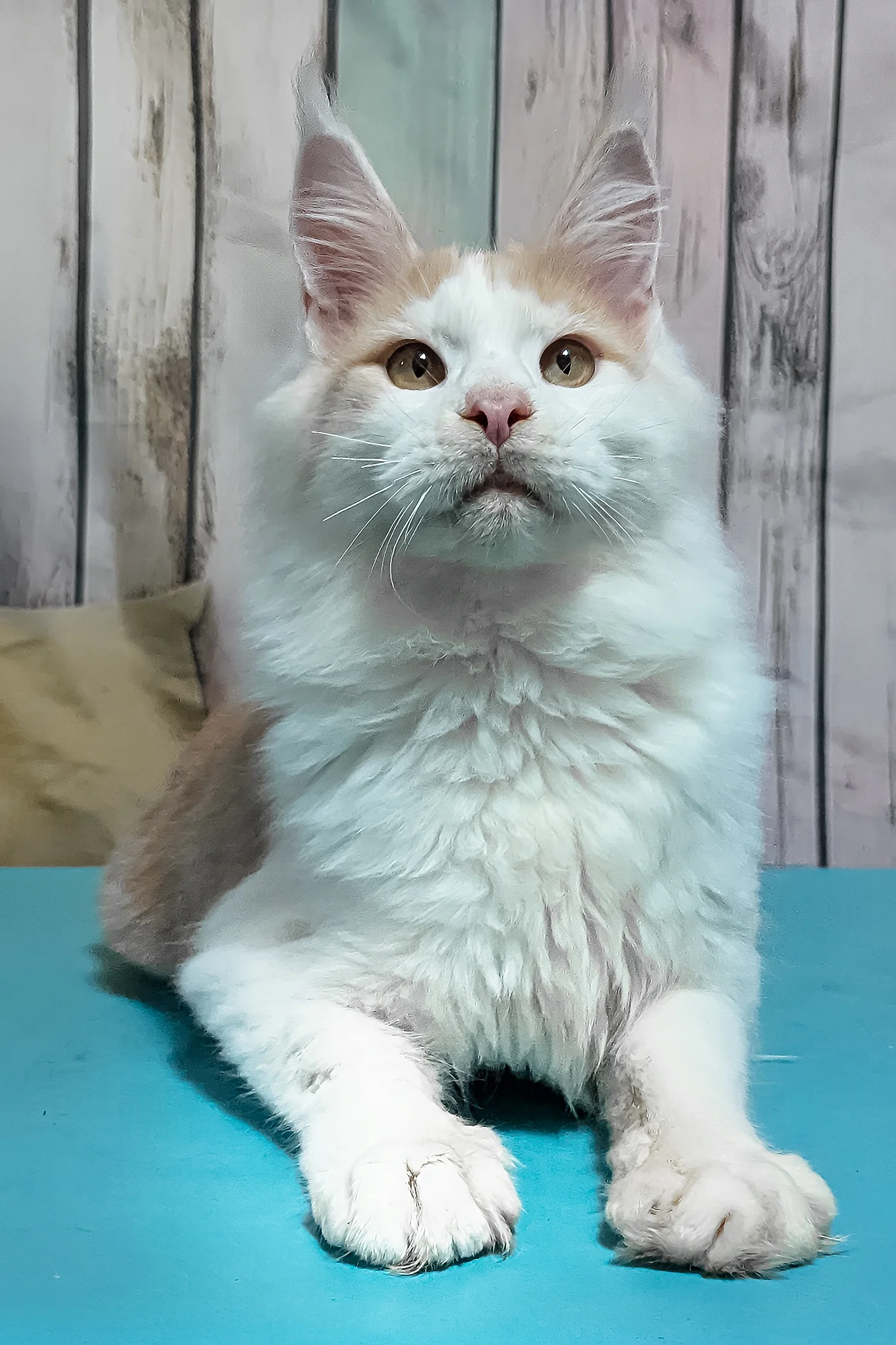 Vince | Maine Coon Kitten - Image 2