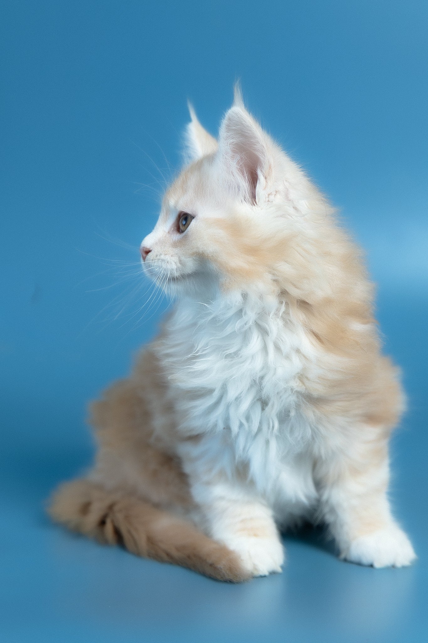 Vince | Maine Coon Kitten - Image 6