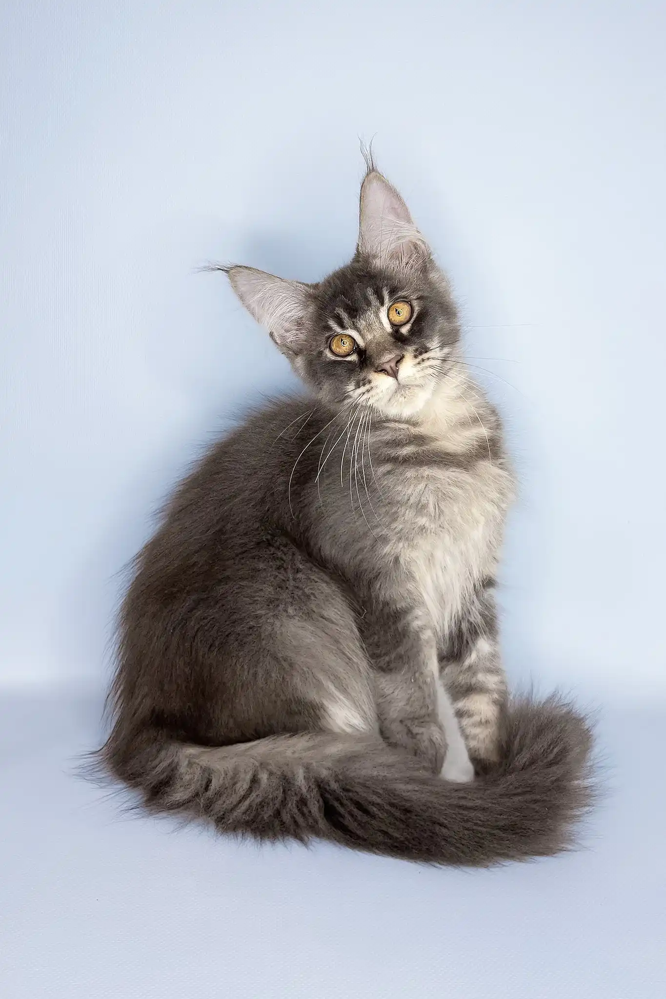 Vito | Maine Coon Kitten - Image 5