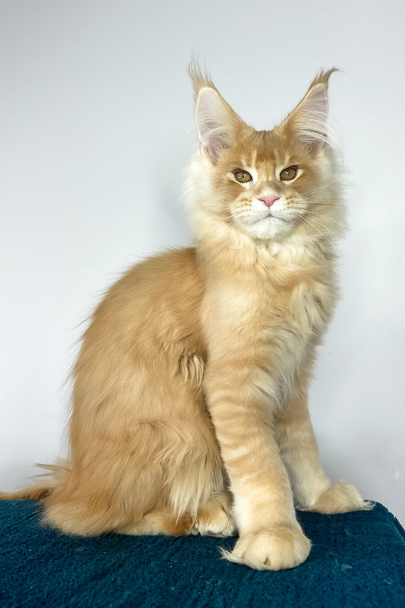 Vivaldi | Maine Coon Kitten - Image 5