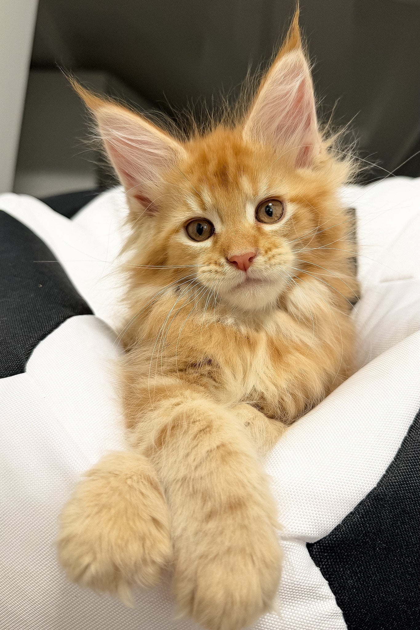 Vlad | Maine Coon Kitten - Image 4