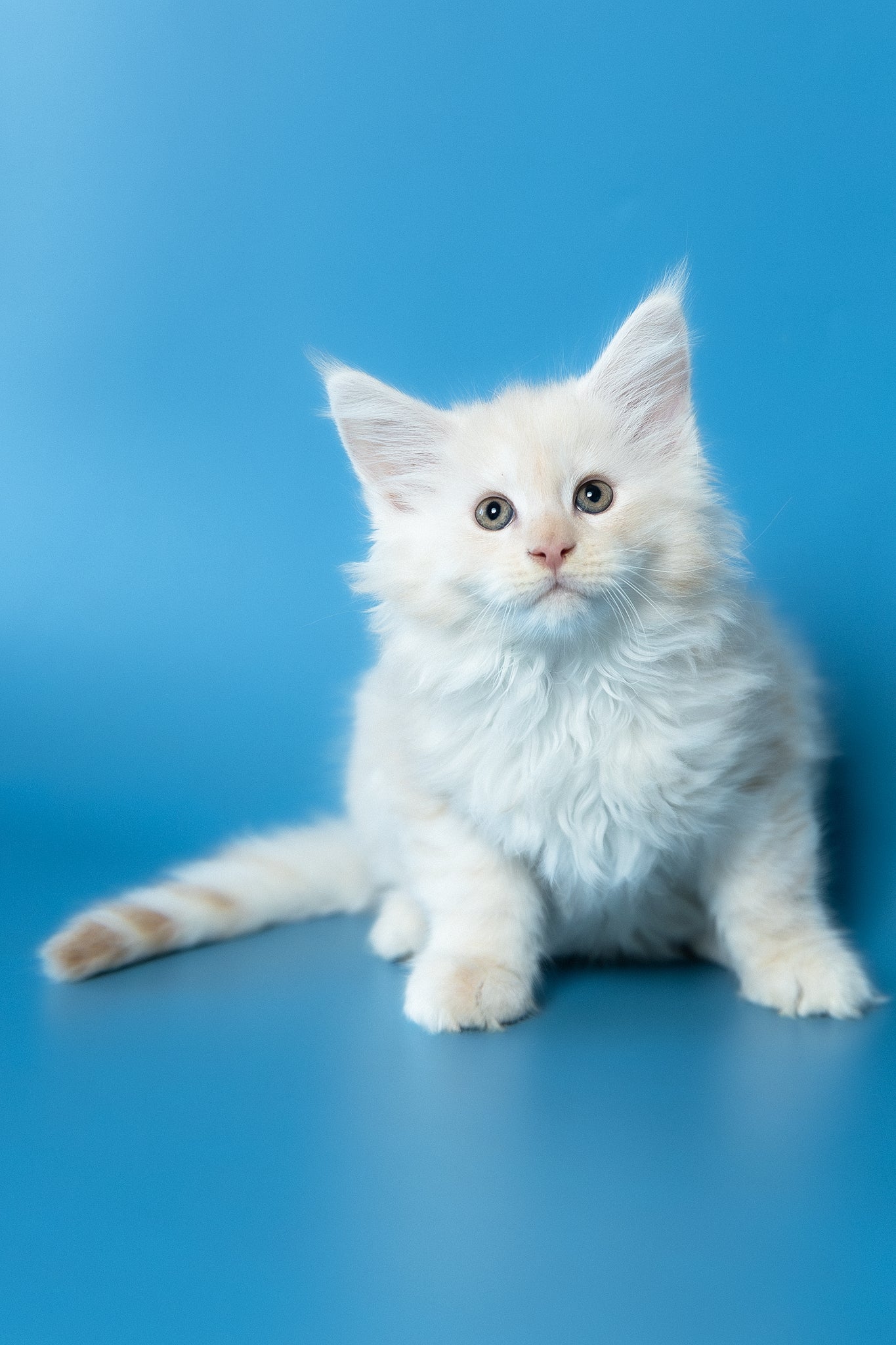 Volf | Maine Coon Kitten - Image 10
