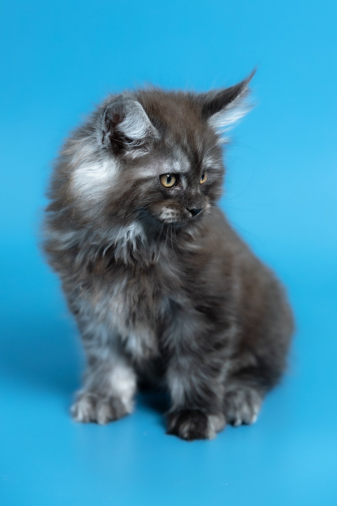 Vortex | Maine Coon Kitten - Image 12