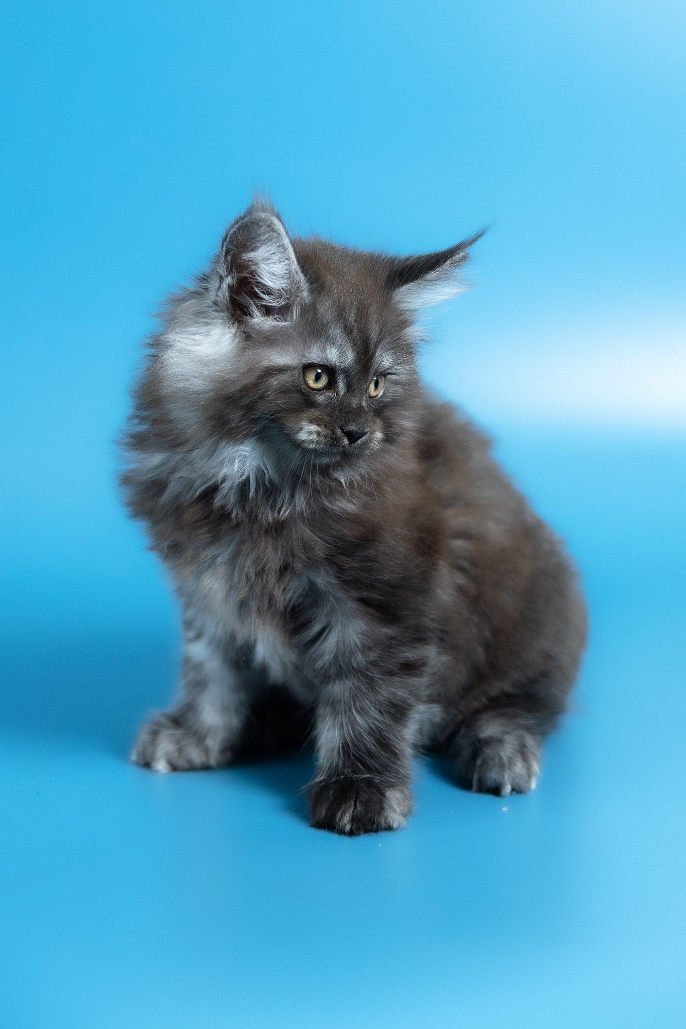 Vortex | Maine Coon Kitten - Image 15