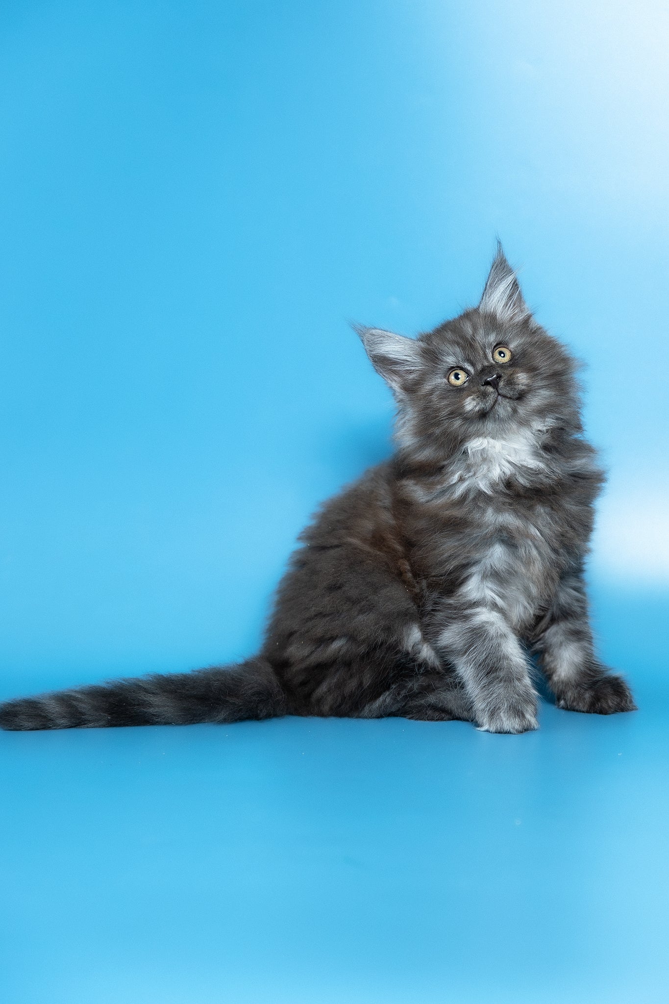 Vortex | Maine Coon Kitten - Image 3