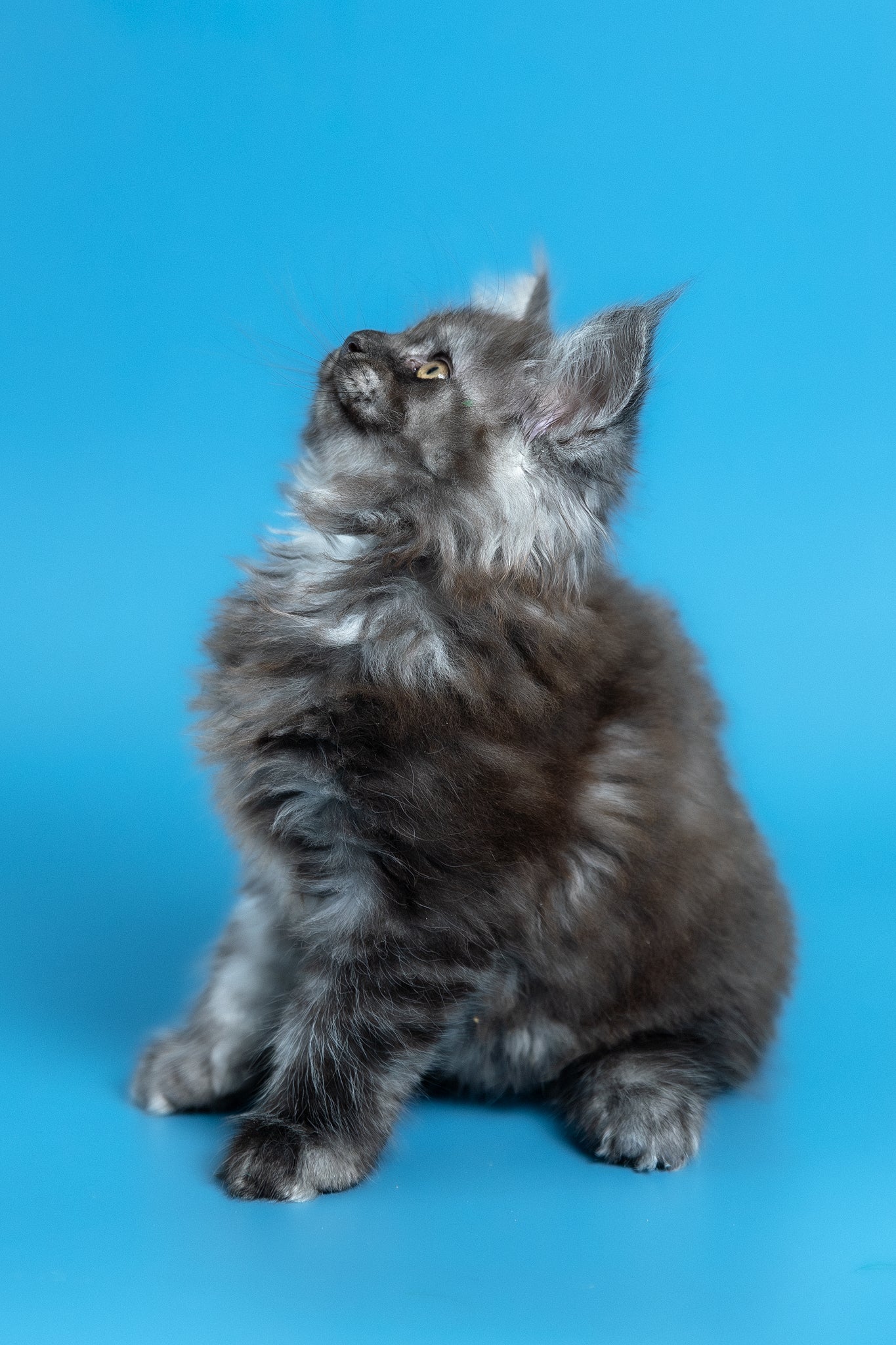 Vortex | Maine Coon Kitten - Image 8