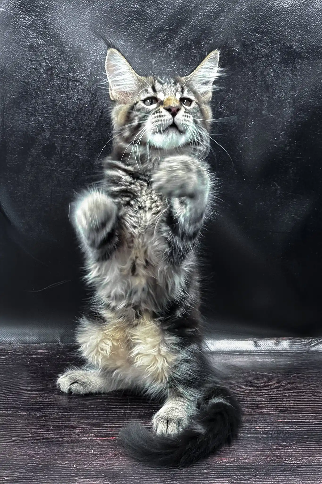 Wasilich | Maine Coon Kitten - Image 4