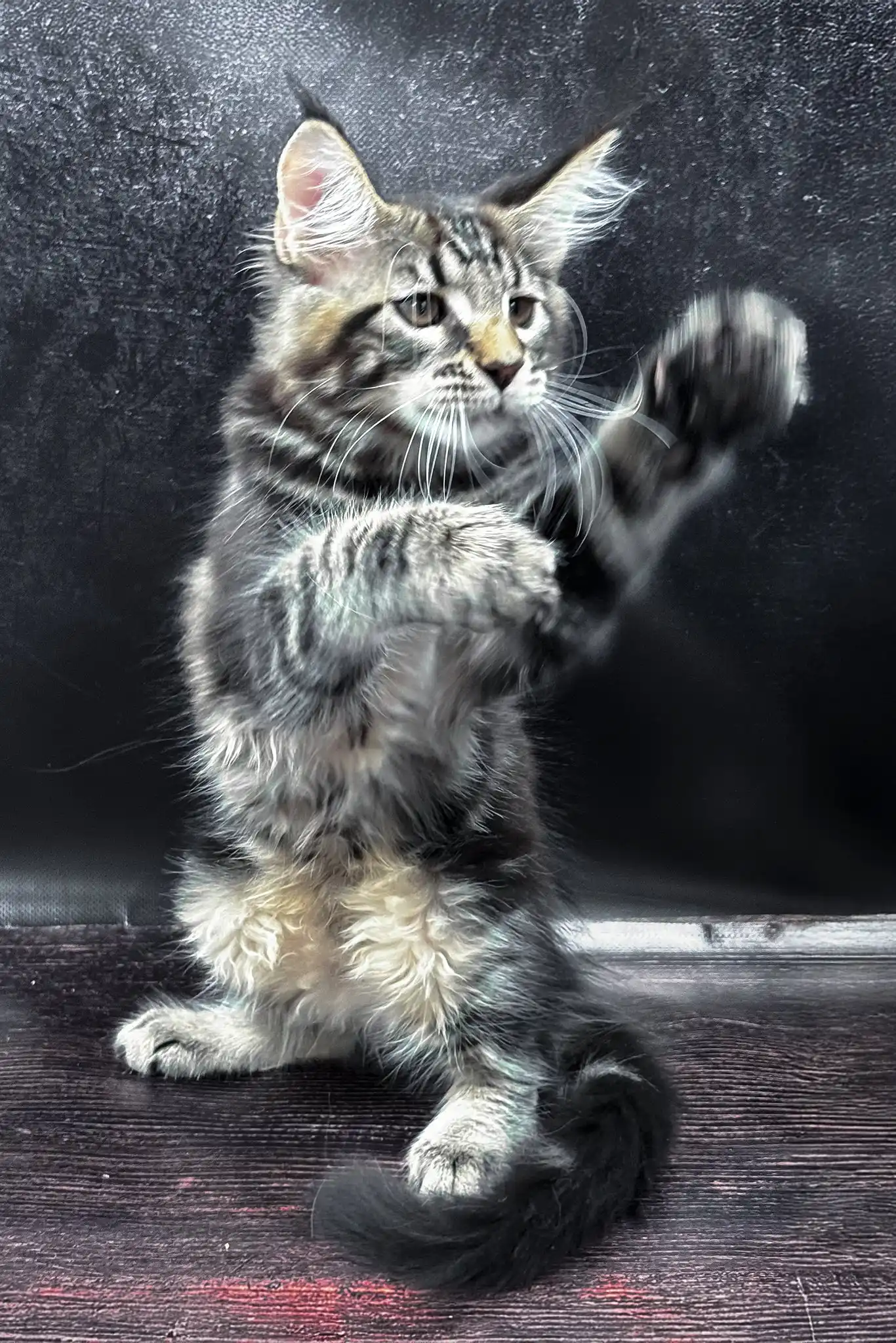 Wasilich | Maine Coon Kitten - Image 5