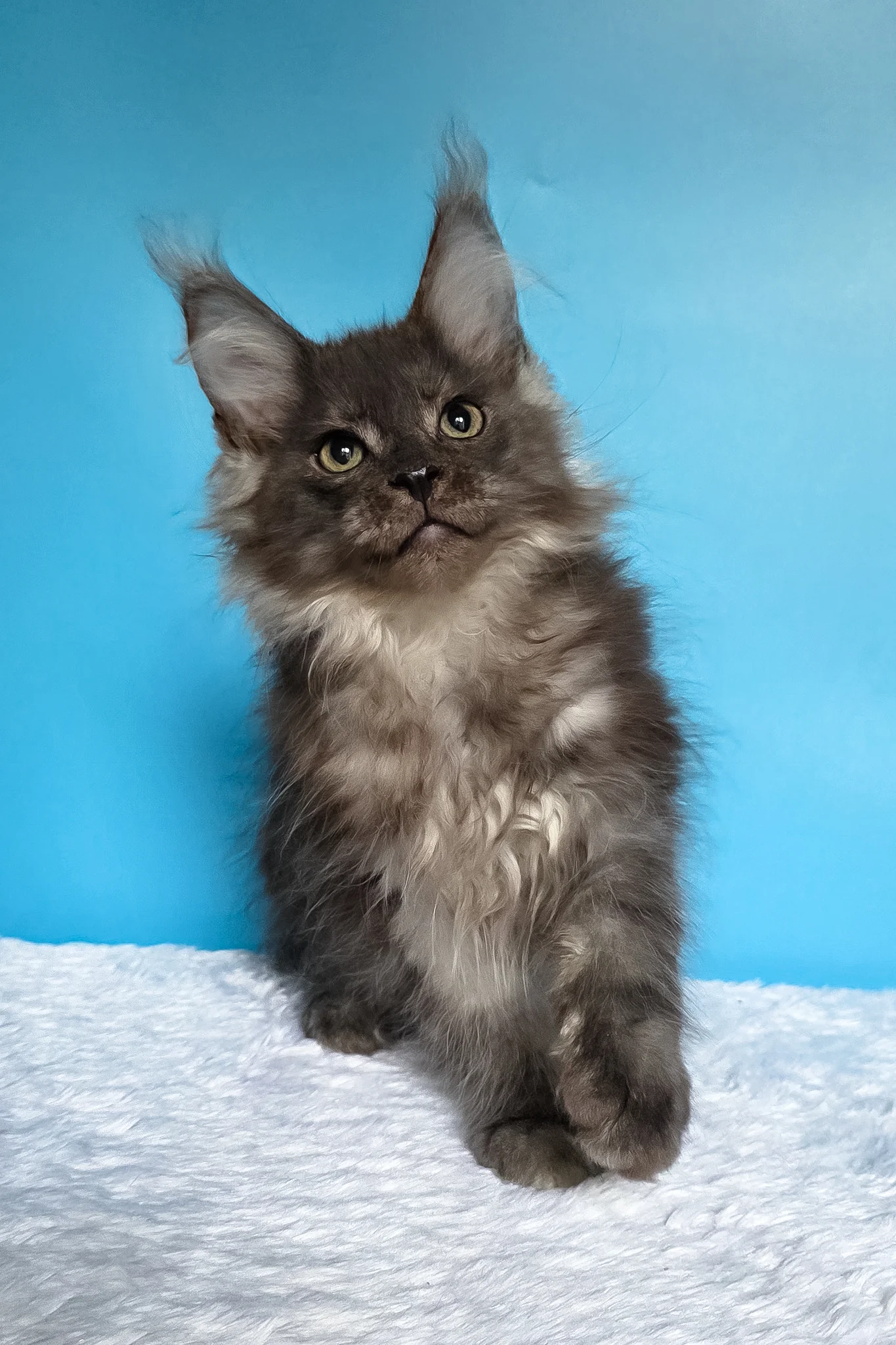 Watson | Maine Coon Kitten - Image 10