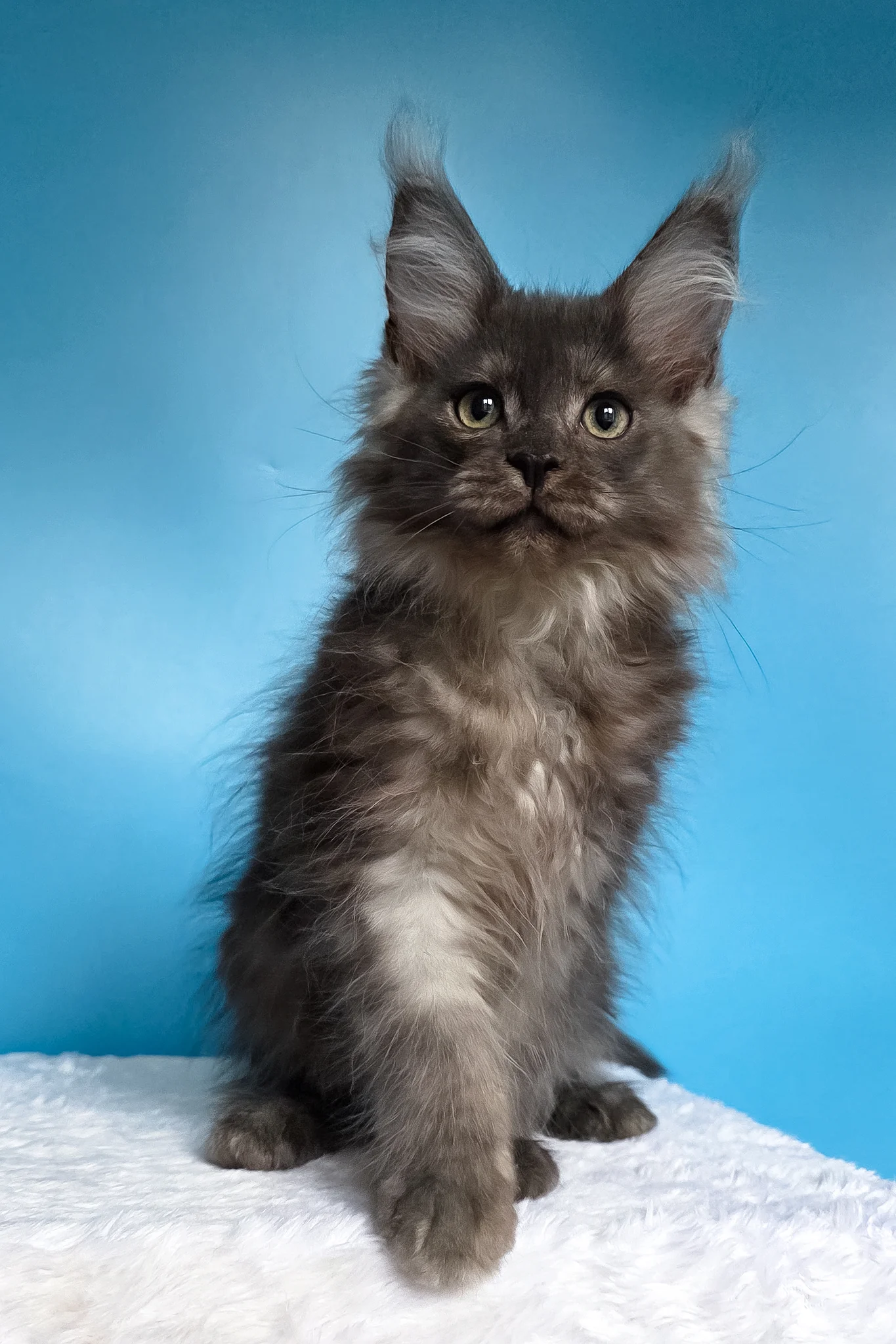Watson | Maine Coon Kitten - Image 5