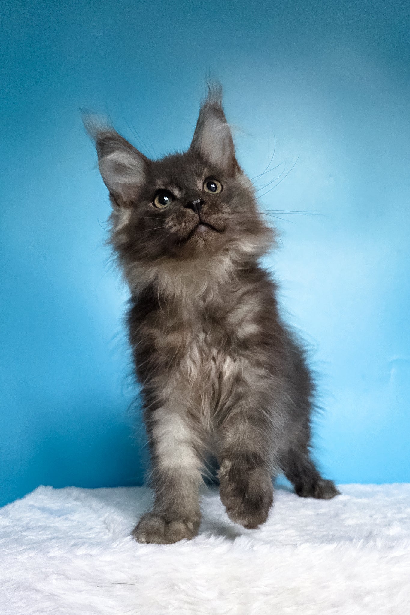 Watson | Maine Coon Kitten - Image 8