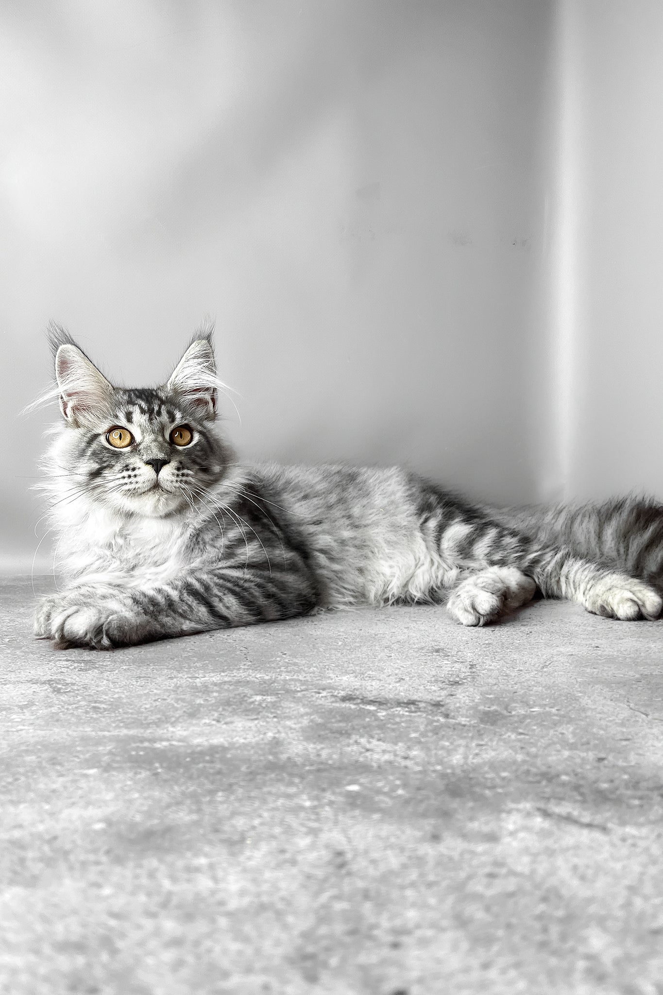 Wesley | Maine Coon Kitten - Image 4