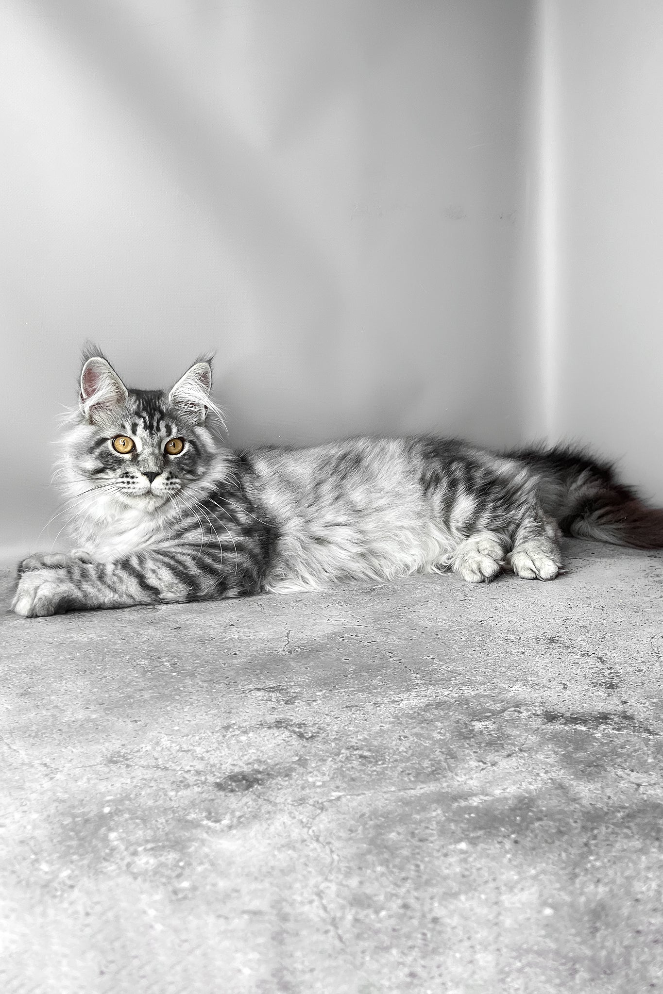 Wesley | Maine Coon Kitten - Image 7