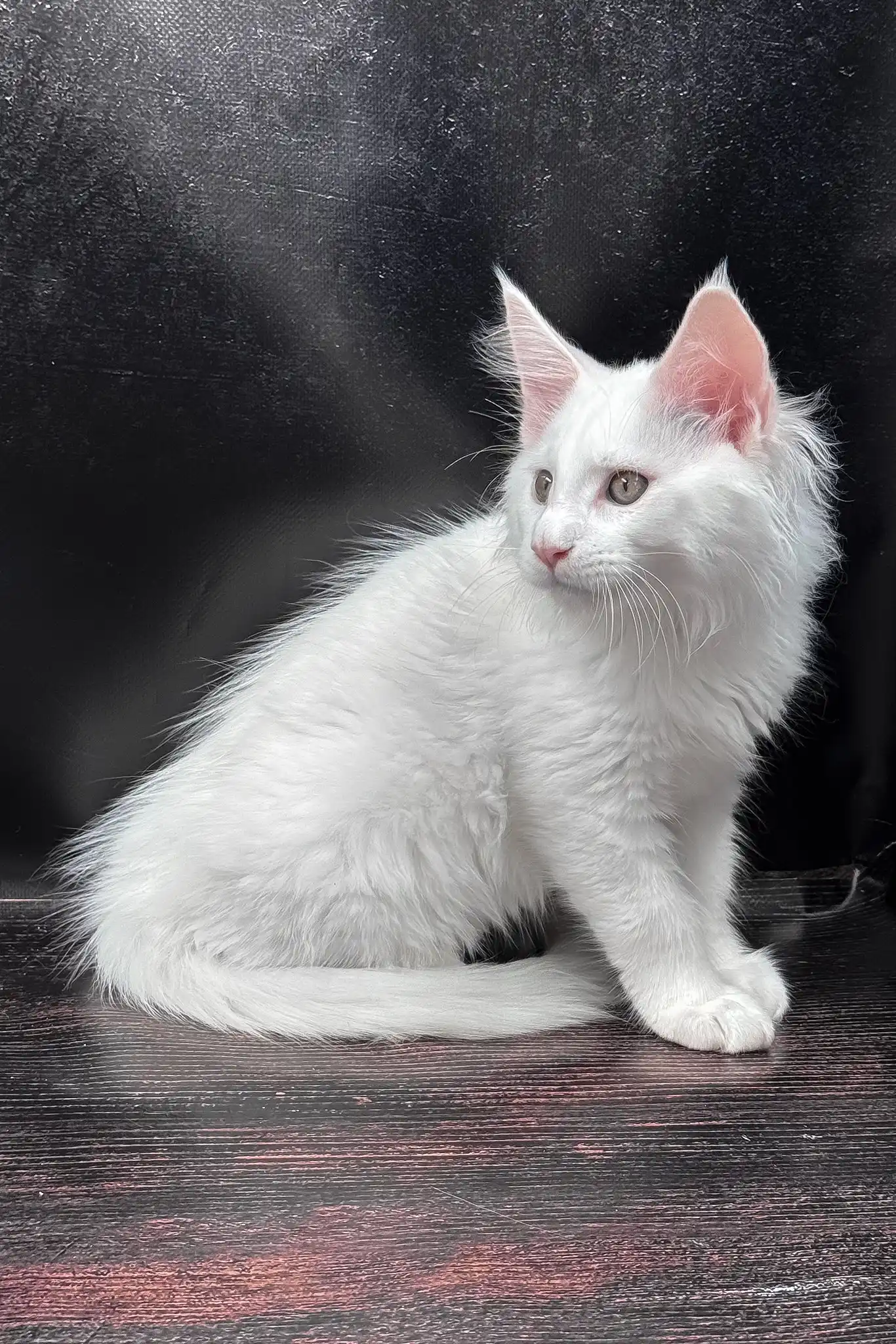 West | Maine Coon Kitten - Image 4