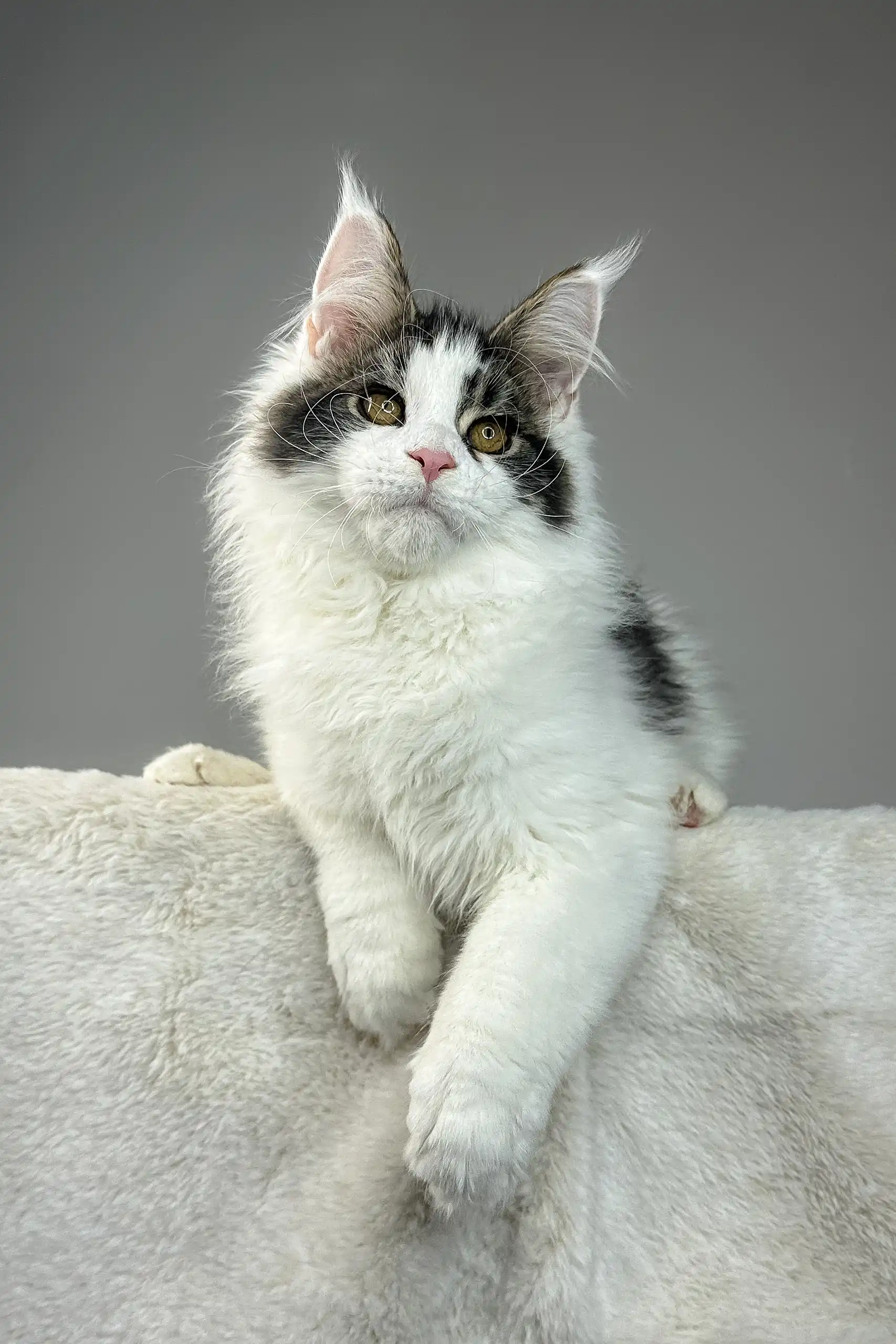 Whiskey | Maine Coon Kitten - Image 2