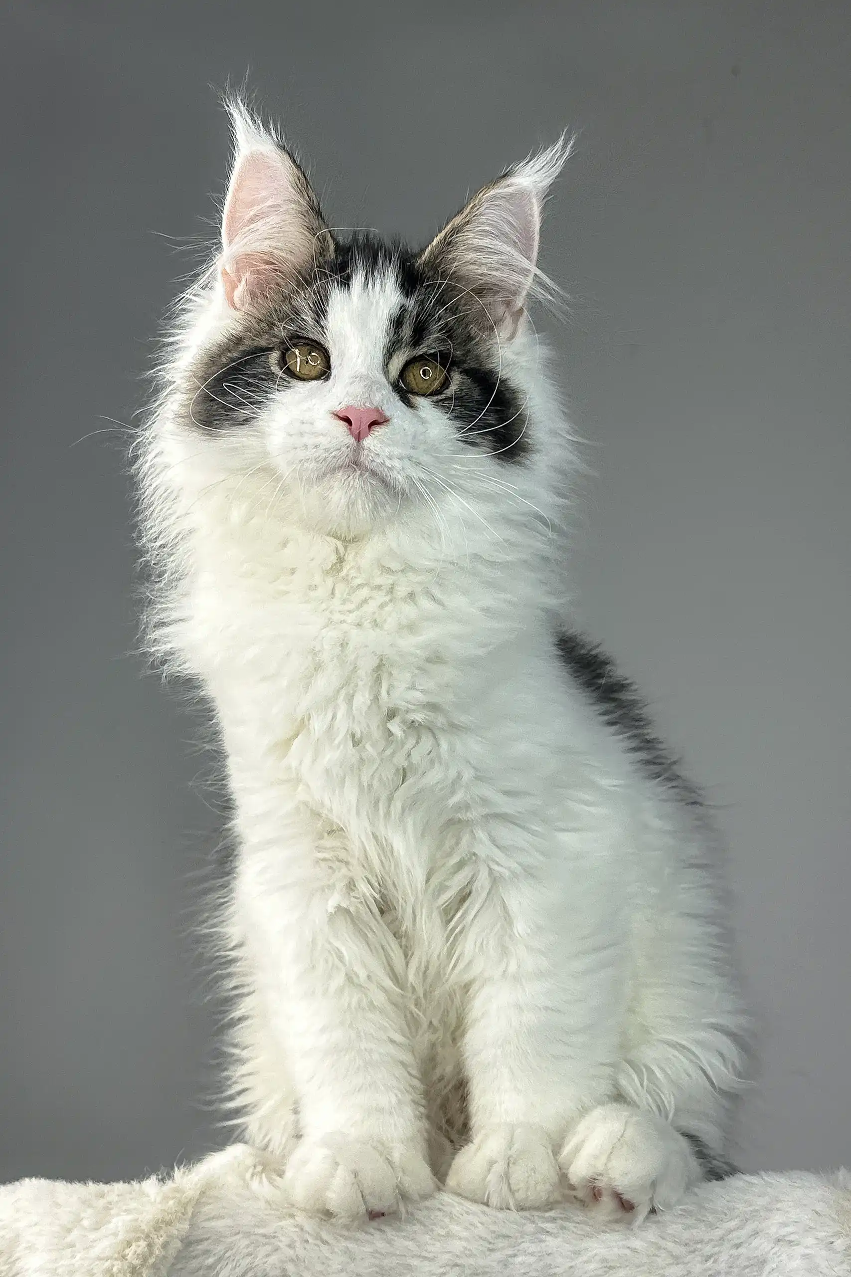 Whiskey | Maine Coon Kitten - Image 4