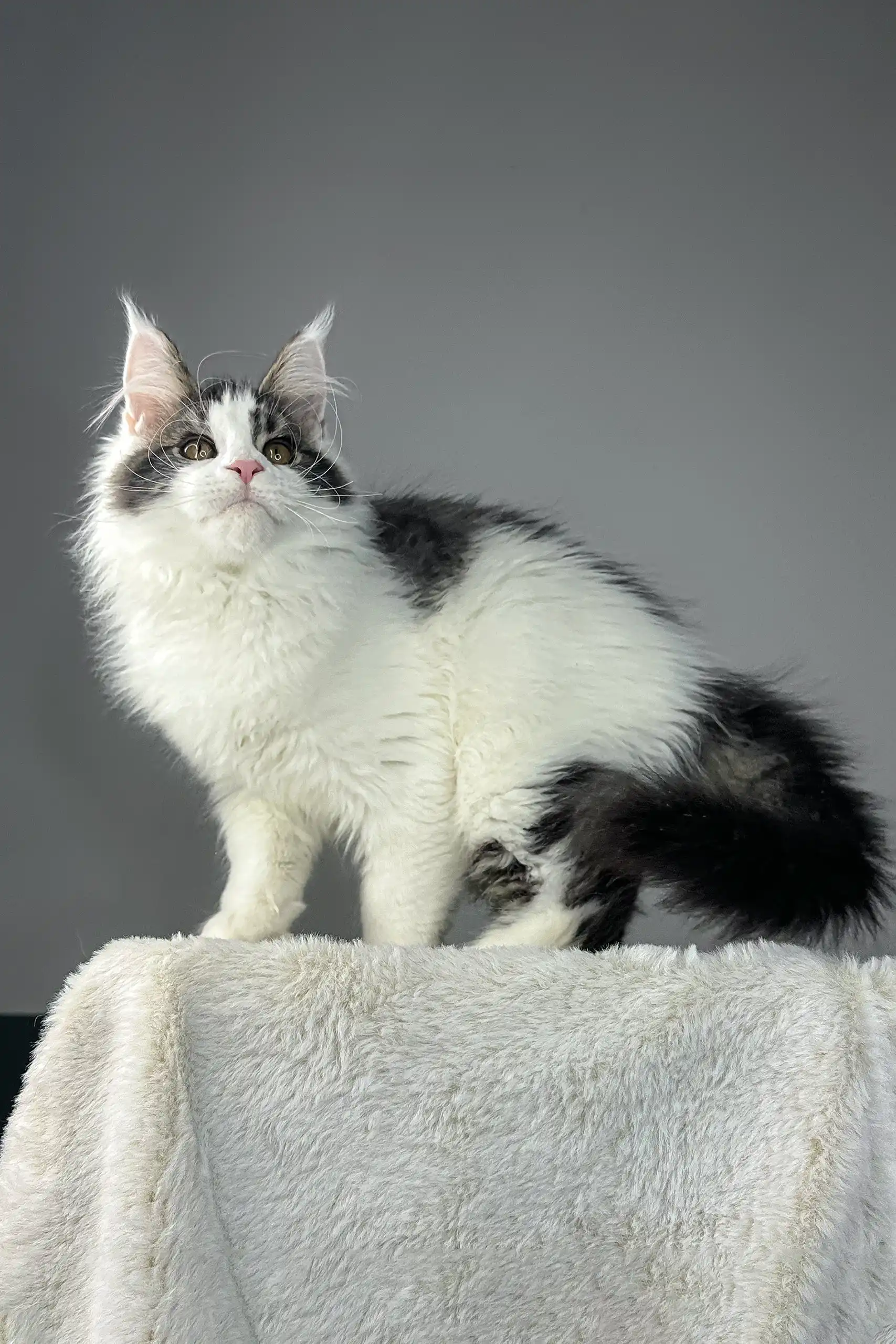 Whiskey | Maine Coon Kitten - Image 7