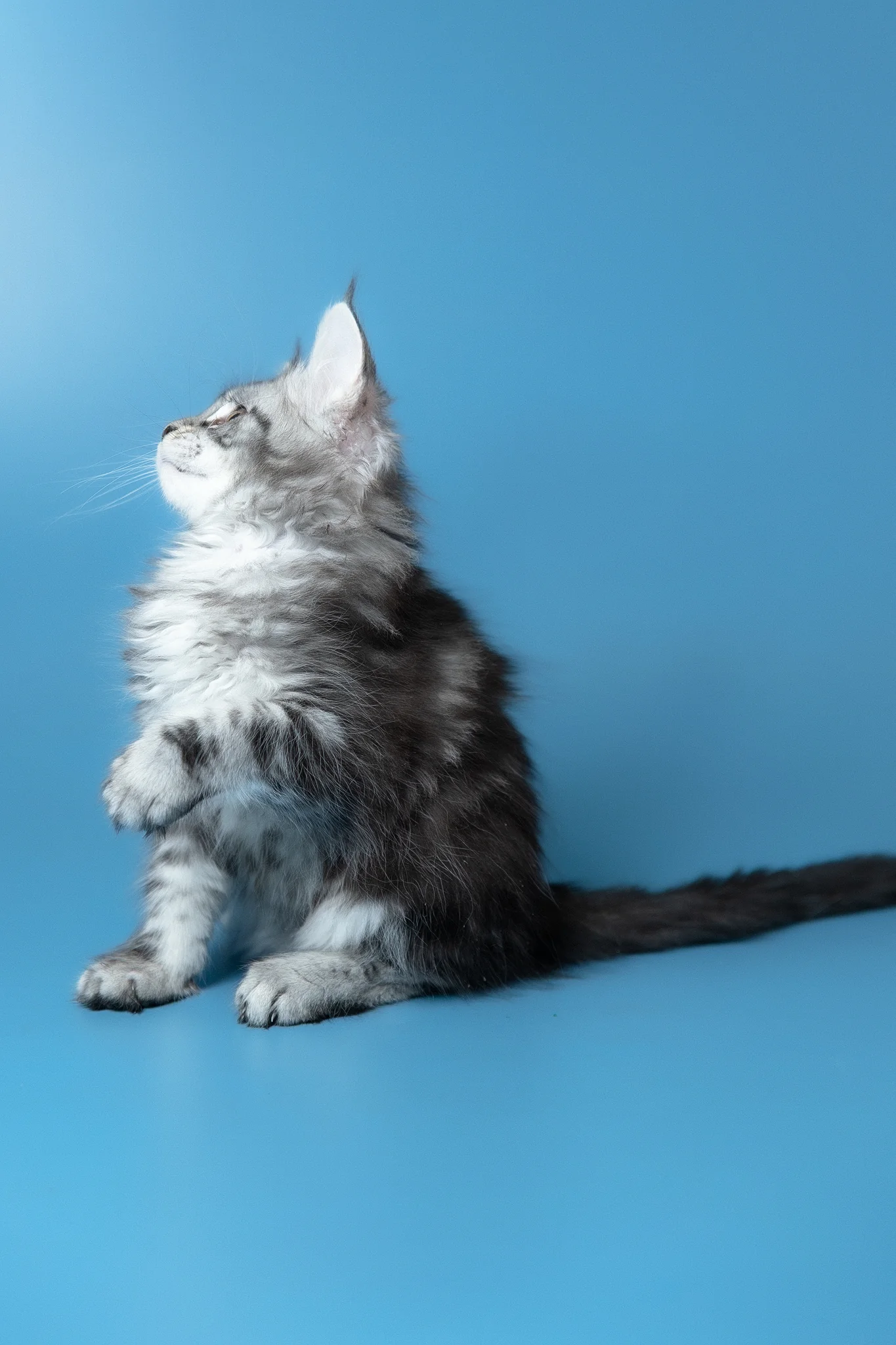 Whiskey | Maine Coon Kitten - Image 5