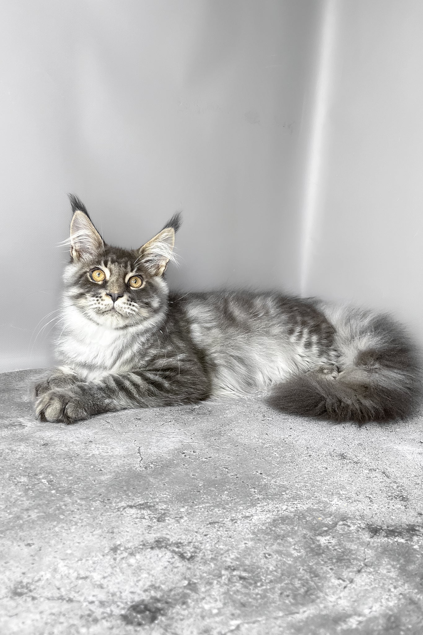 Whisky | Maine Coon Kitten - Image 4