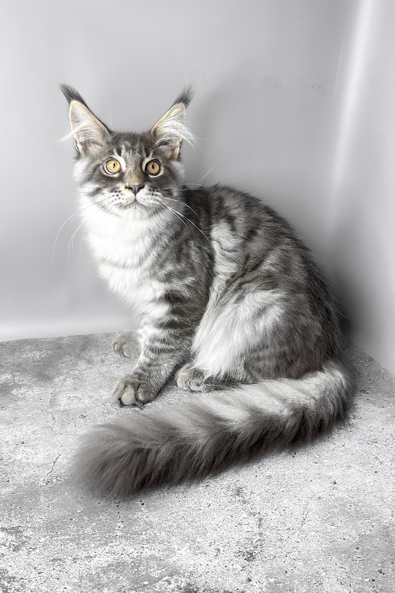 Whisky | Maine Coon Kitten - Image 7