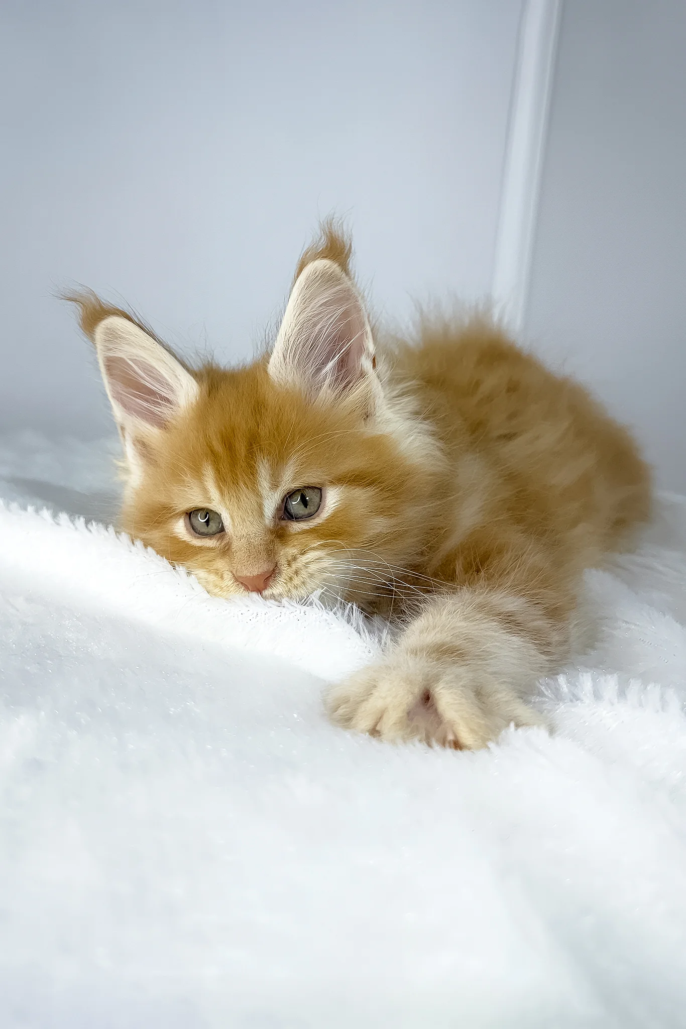 Win | Maine Coon Kitten - Image 5