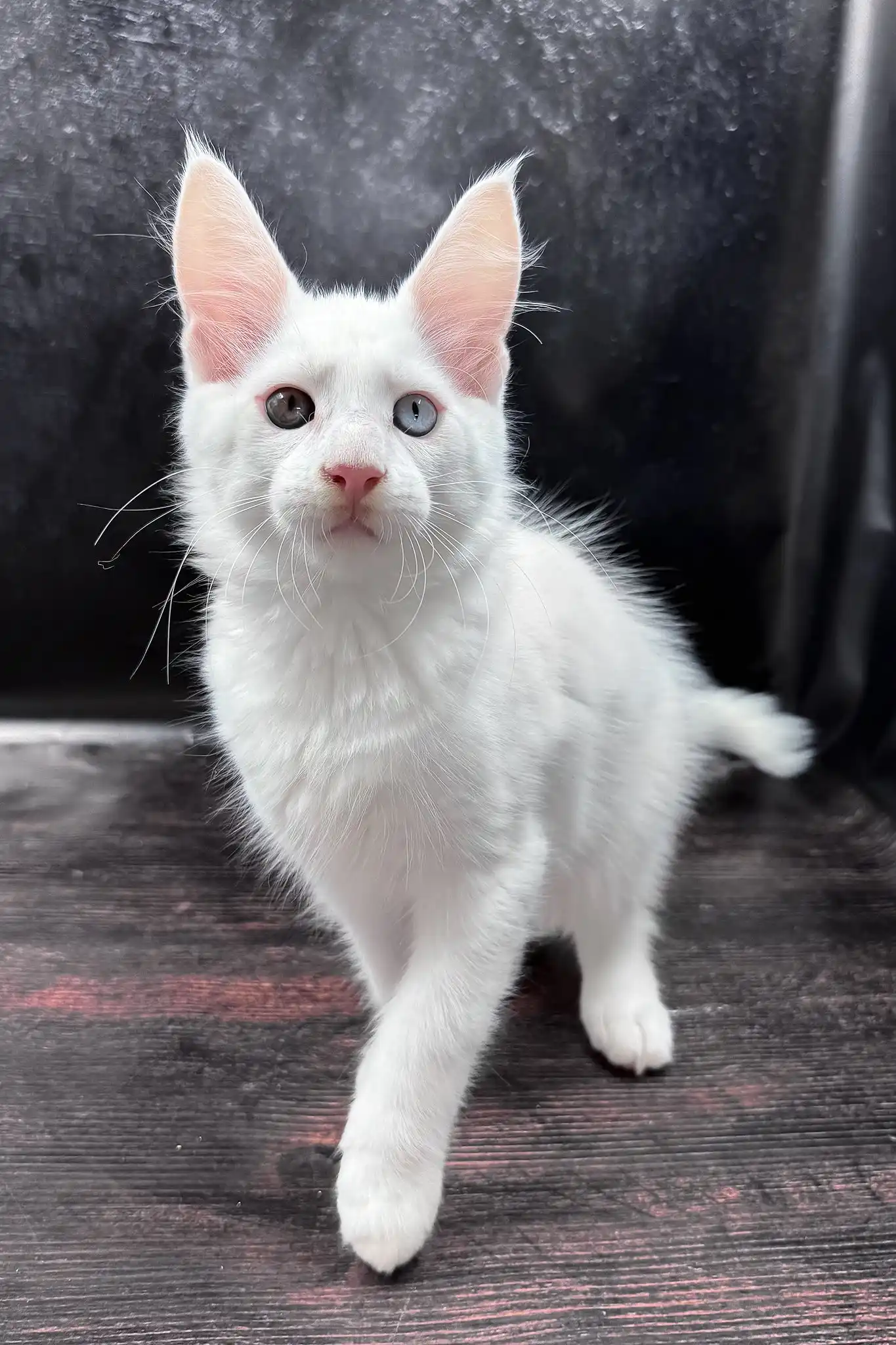 Wins | Maine Coon Kitten - Image 2