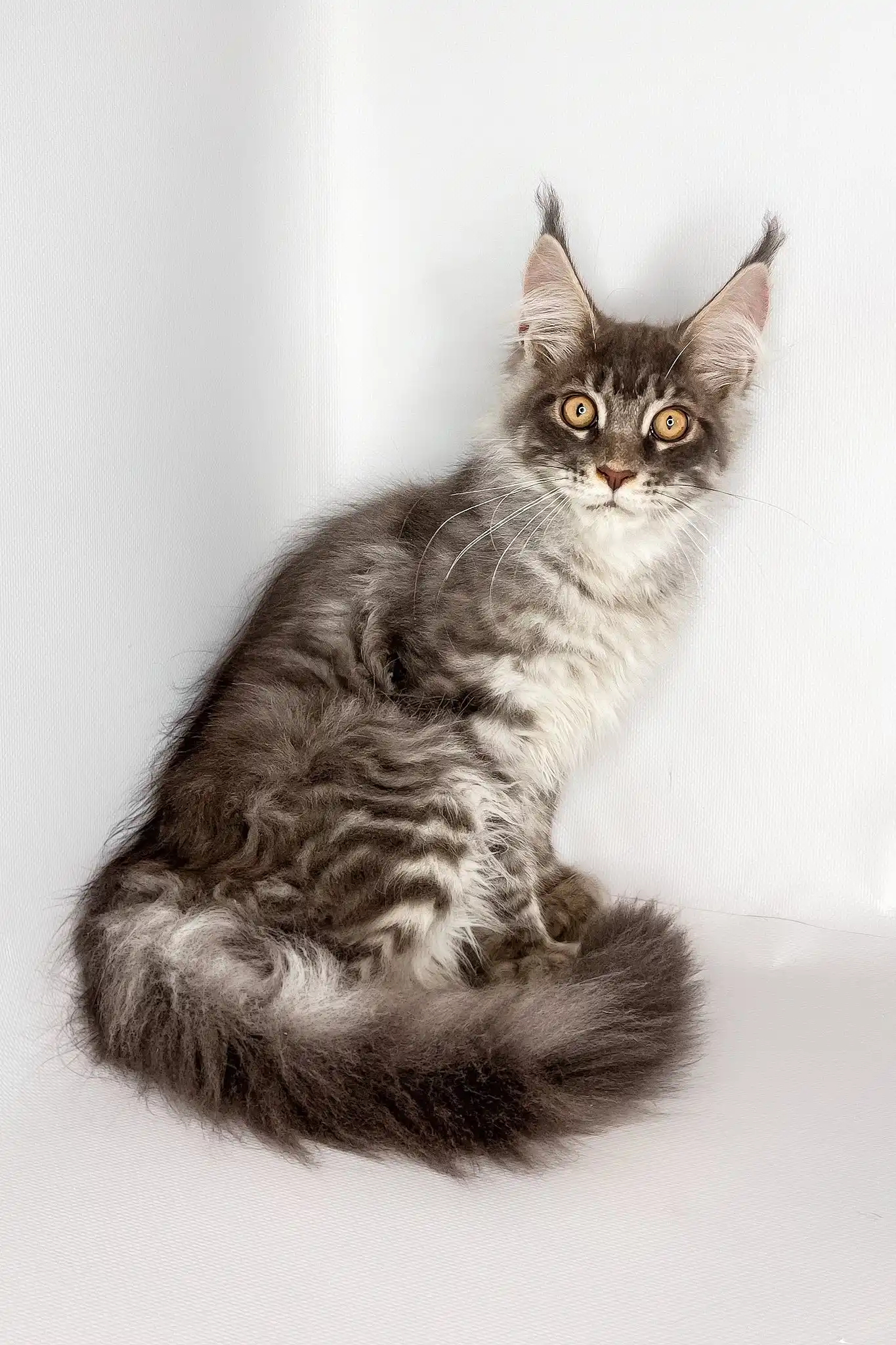 Winston | Maine Coon Kitten - Image 4