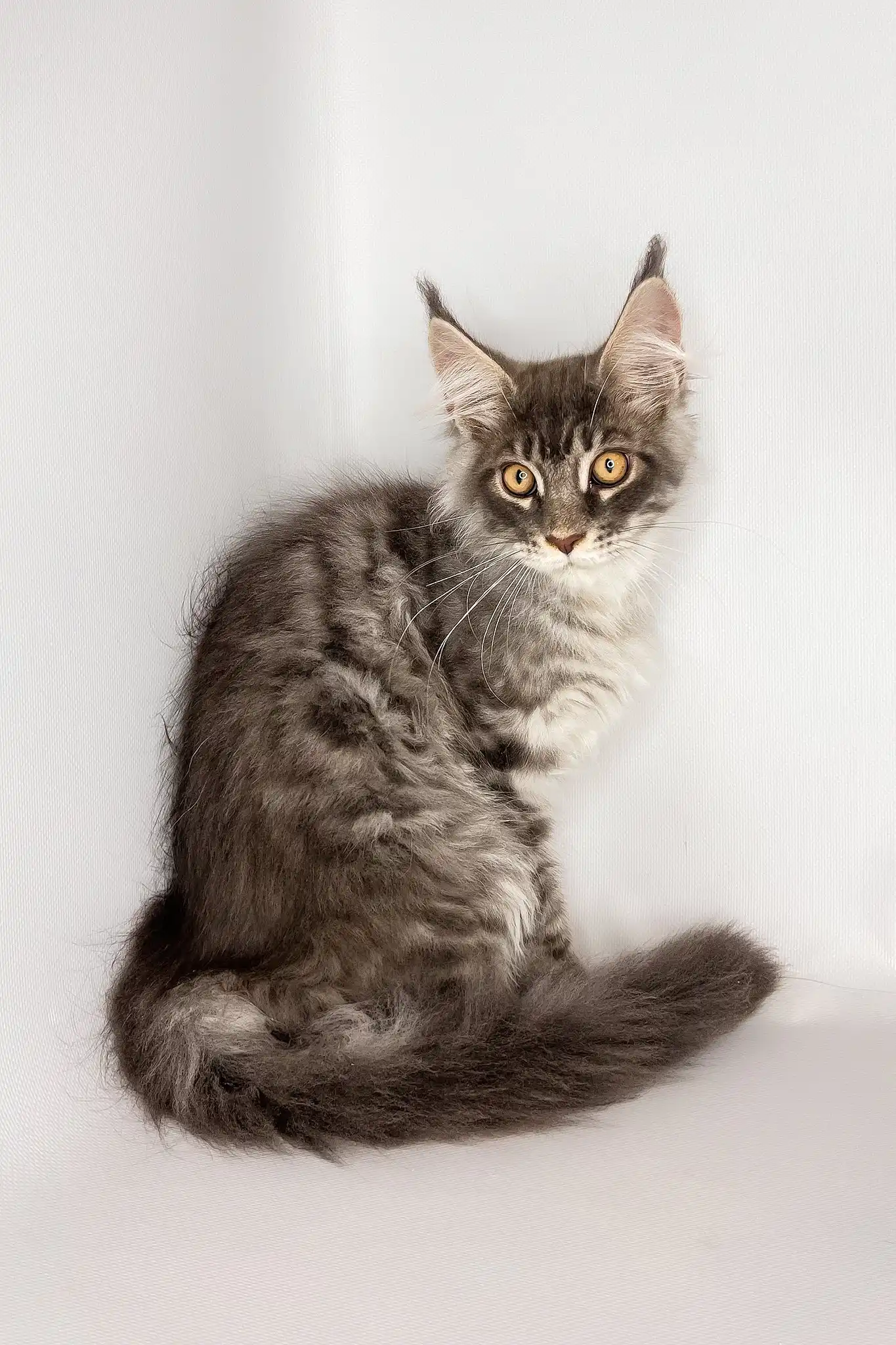 Winston | Maine Coon Kitten - Image 6